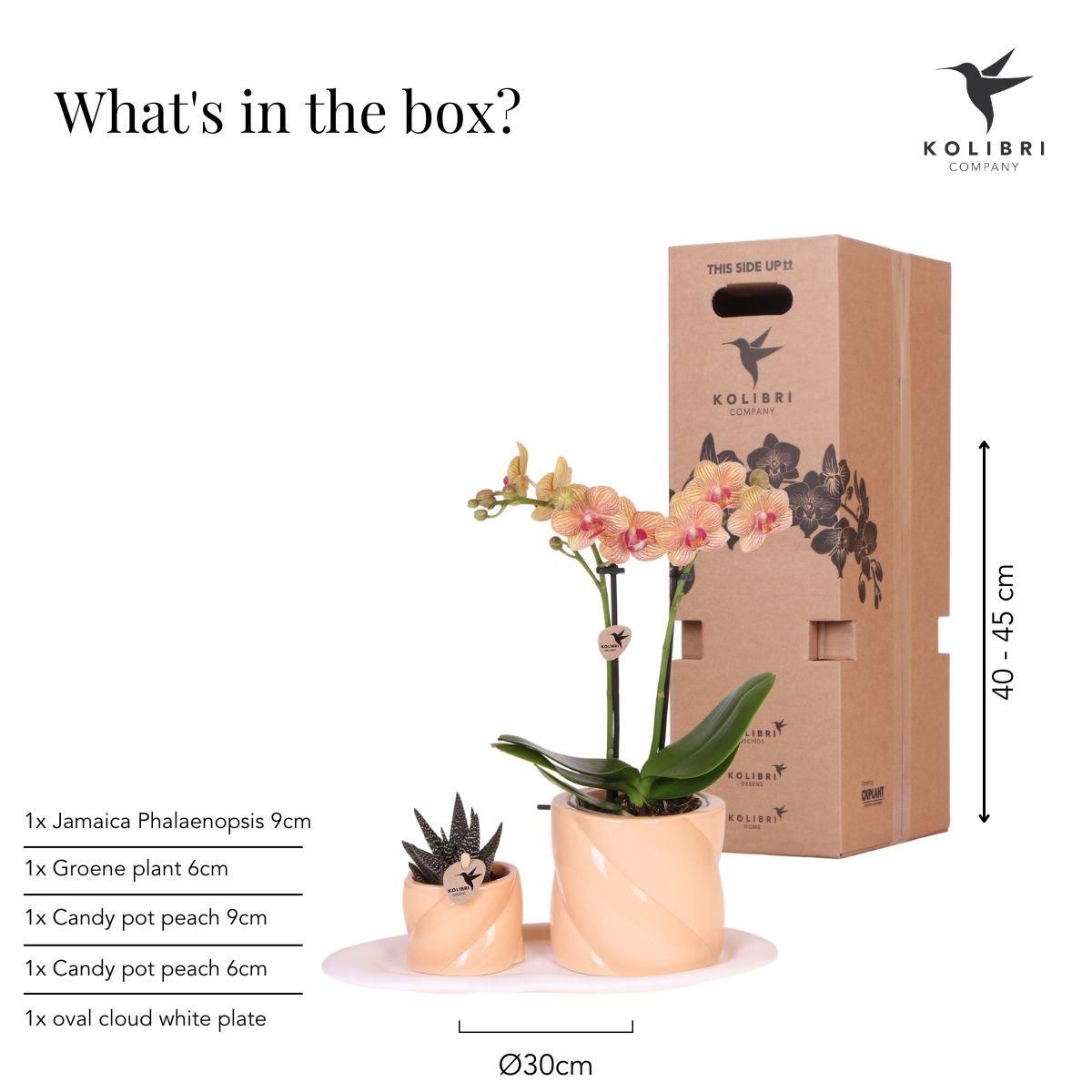 Geschenkset Optimismus kleiner Pfirsich – Grünpflanze & orange Phalaenopsis – Candy Töpfe & weißes Tablett