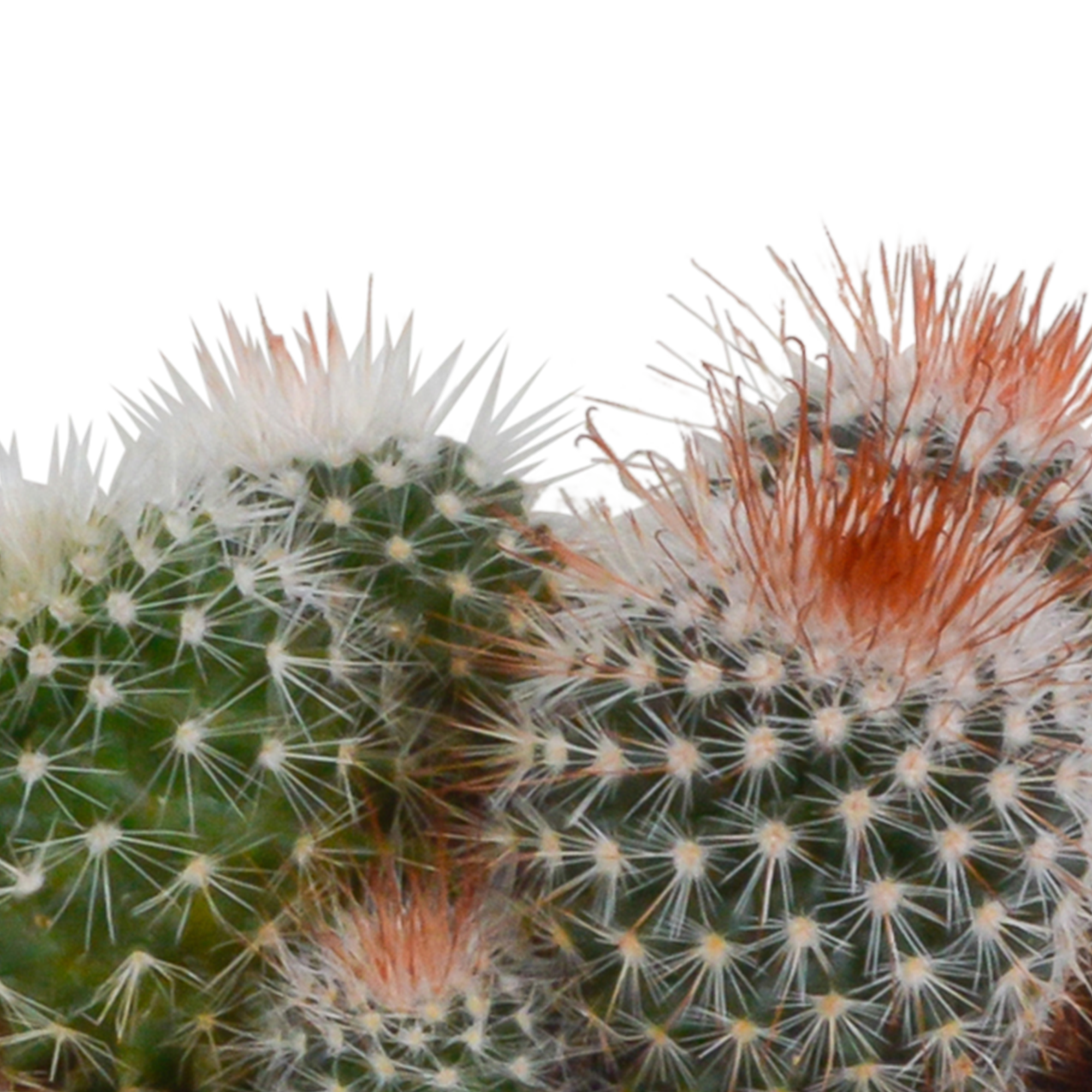 Bolcactus Mix in handbemaltem Mexikanischen Topf