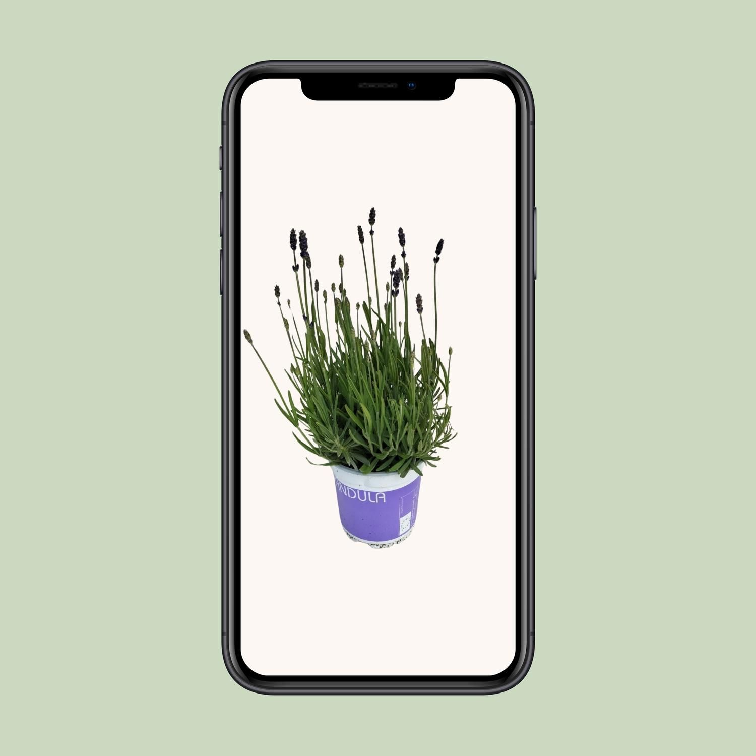 Lavendel Lavandula Hidcote Blue - Aromatische Zimmerpflanze
