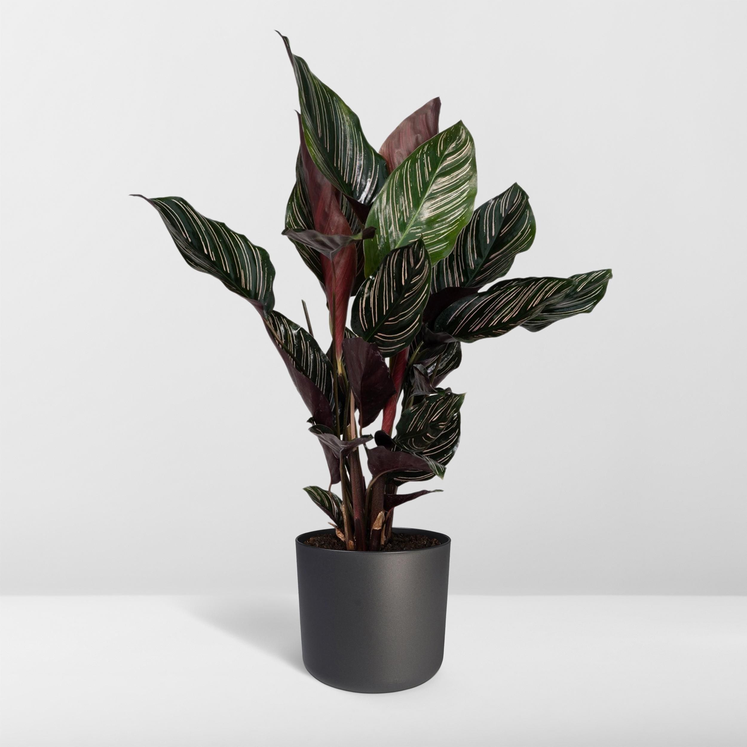 Calathea Ornata Zimmerpflanze