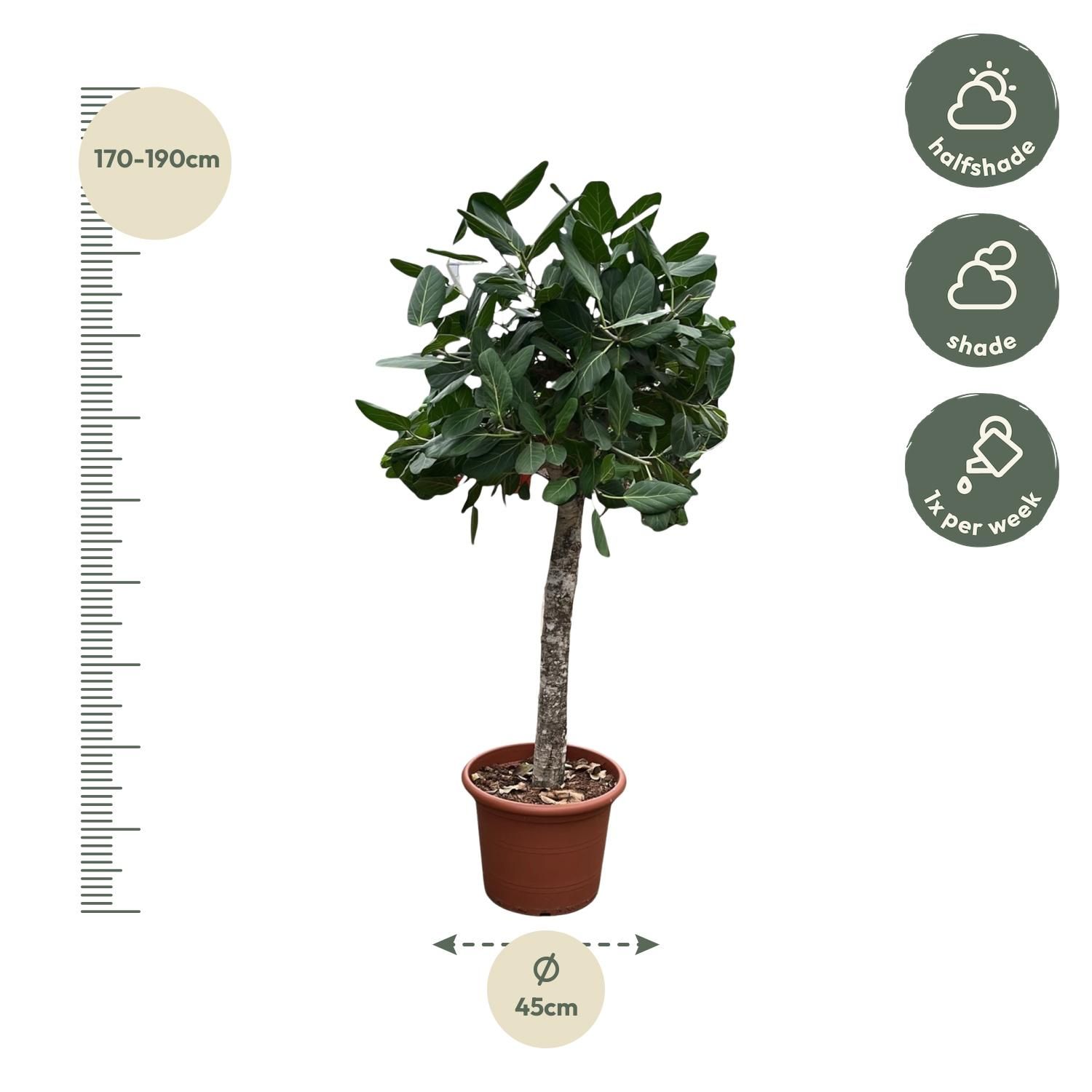 Ficus Benghalensis Zimmerbaum