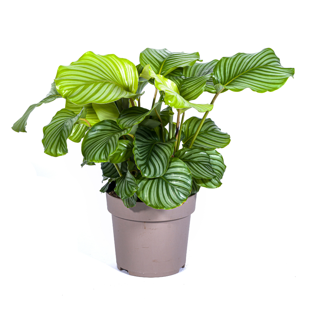 Calathea Orbifolia – Große Blätter – Hoch & buschig
