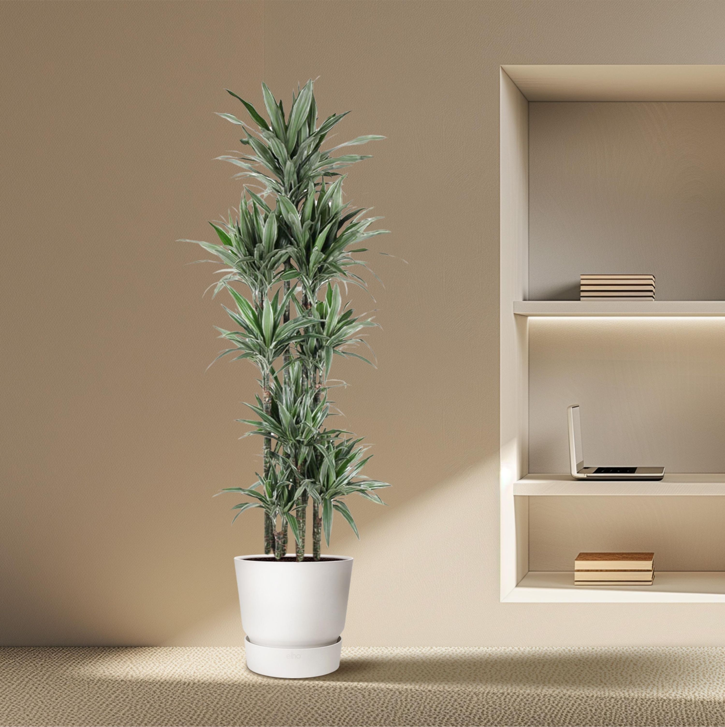 Dracaena Warneckei stilvolle Zimmerpflanze