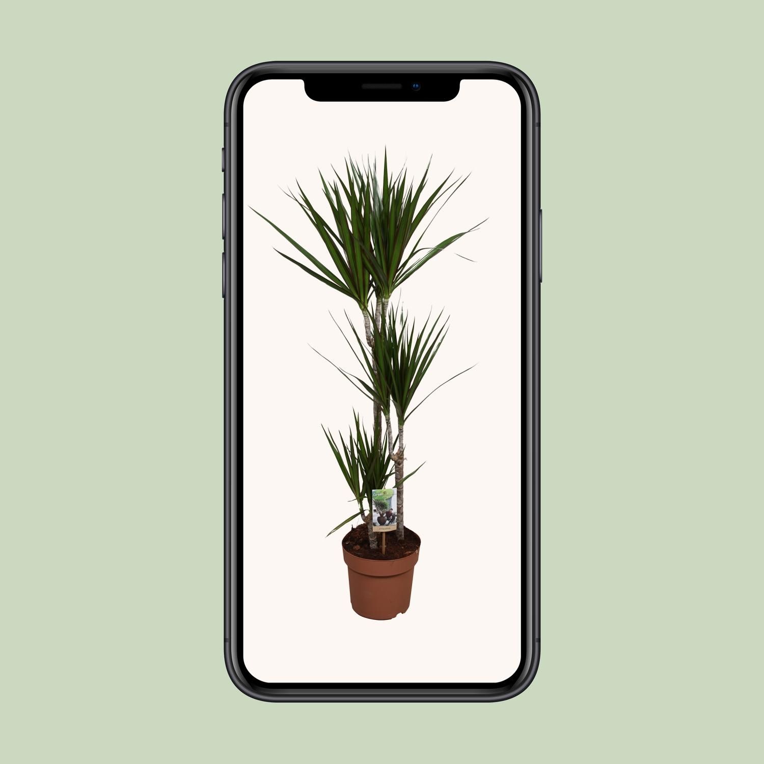 Dracaena Marginata Zimmerpflanze