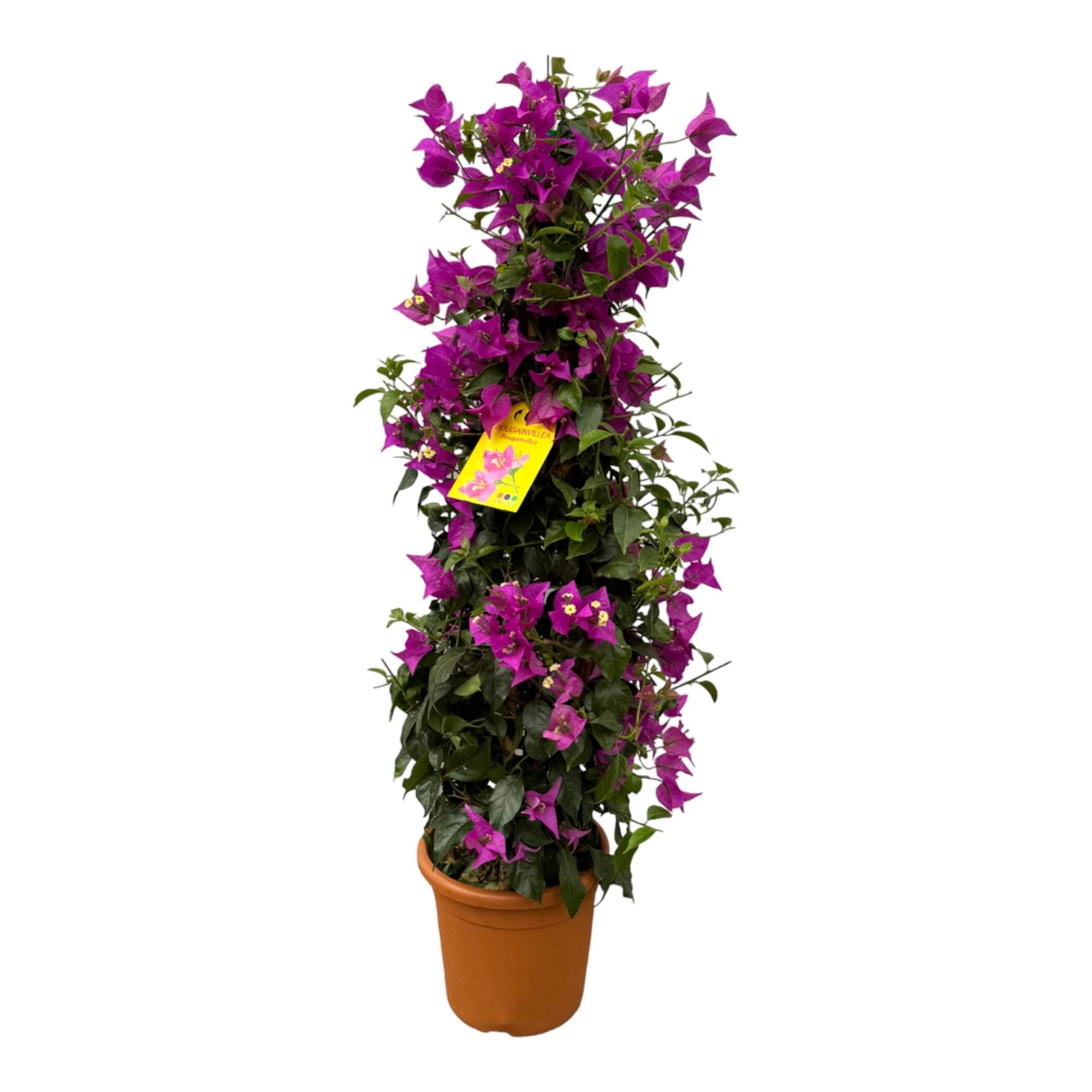 Bougainvillea Pyramide – Exotischer Blütenschmuck