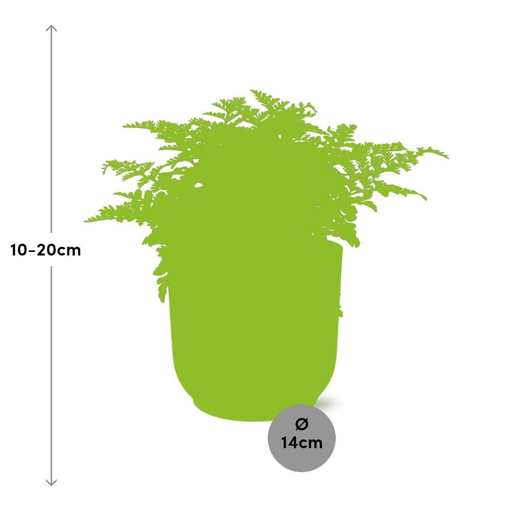 Asplenium Farnkraut in dekorativem ELHO Vibes Fold Topf