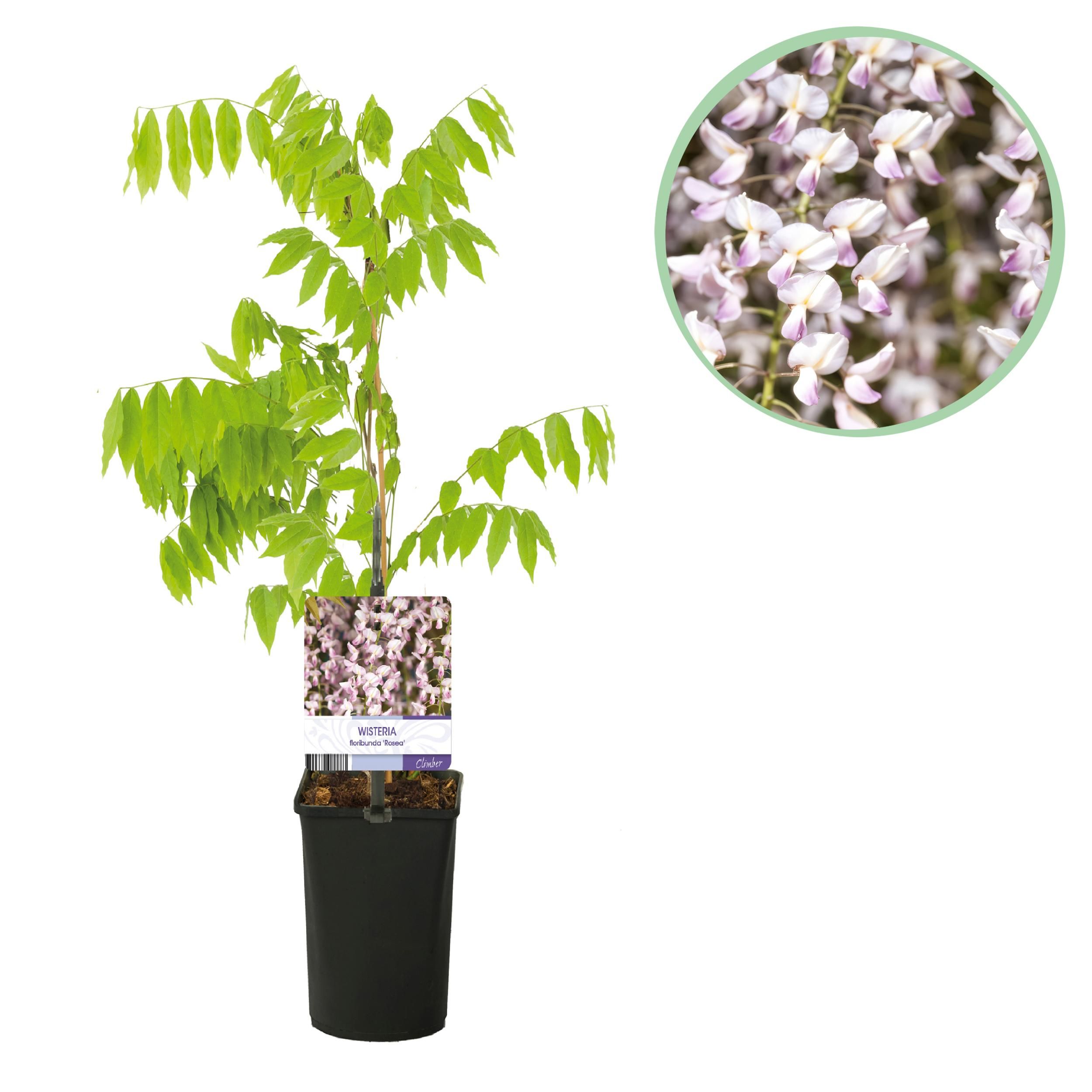 Blauregen Wisteria floribunda Rosea Kletterpflanze mit rosa Blüte