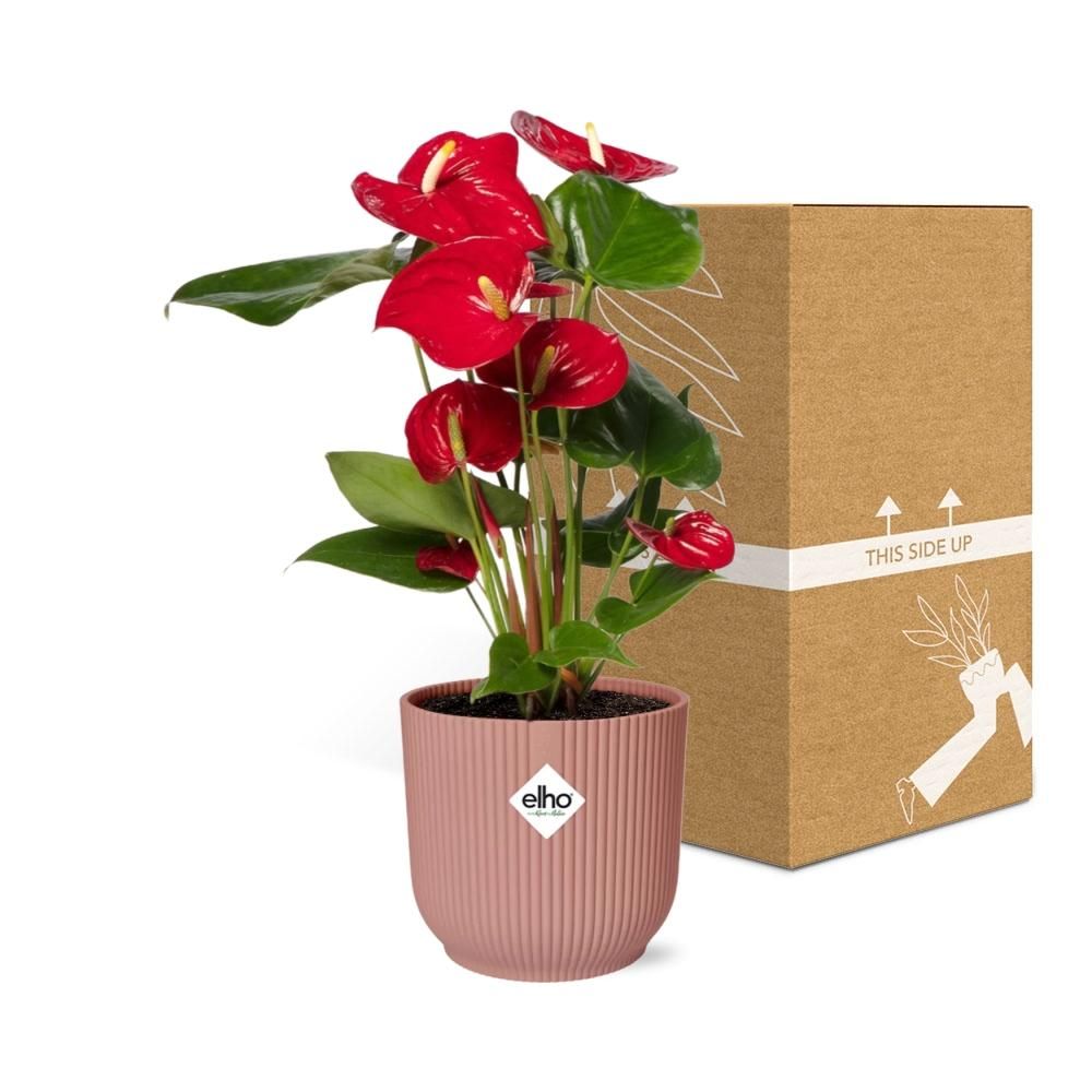 Anthurium Rote Flamingoblume im ELHO Vibes Fold Übertopf