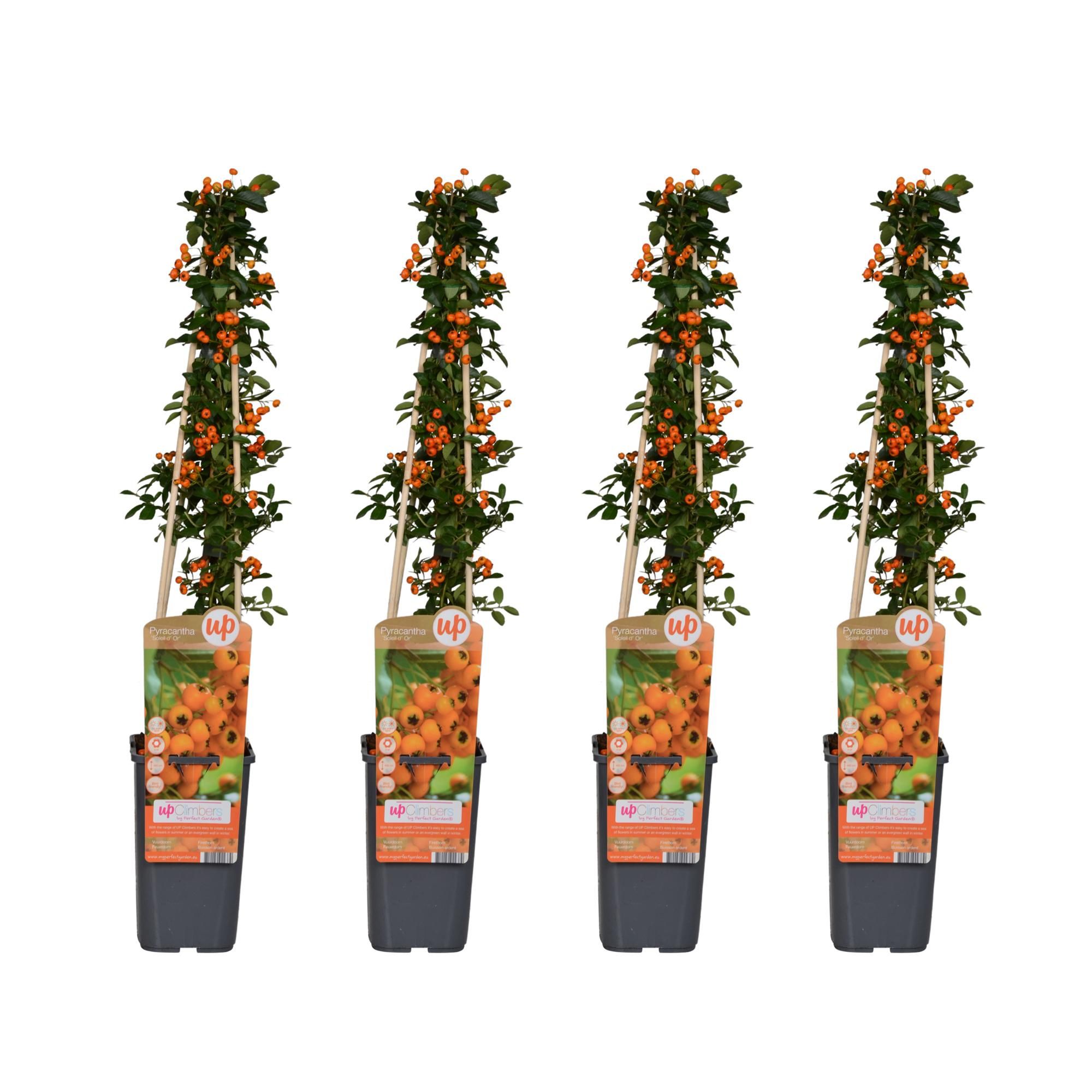 Pyracantha Soleil dOr – Rankenstrauch mit dekorativen Beeren