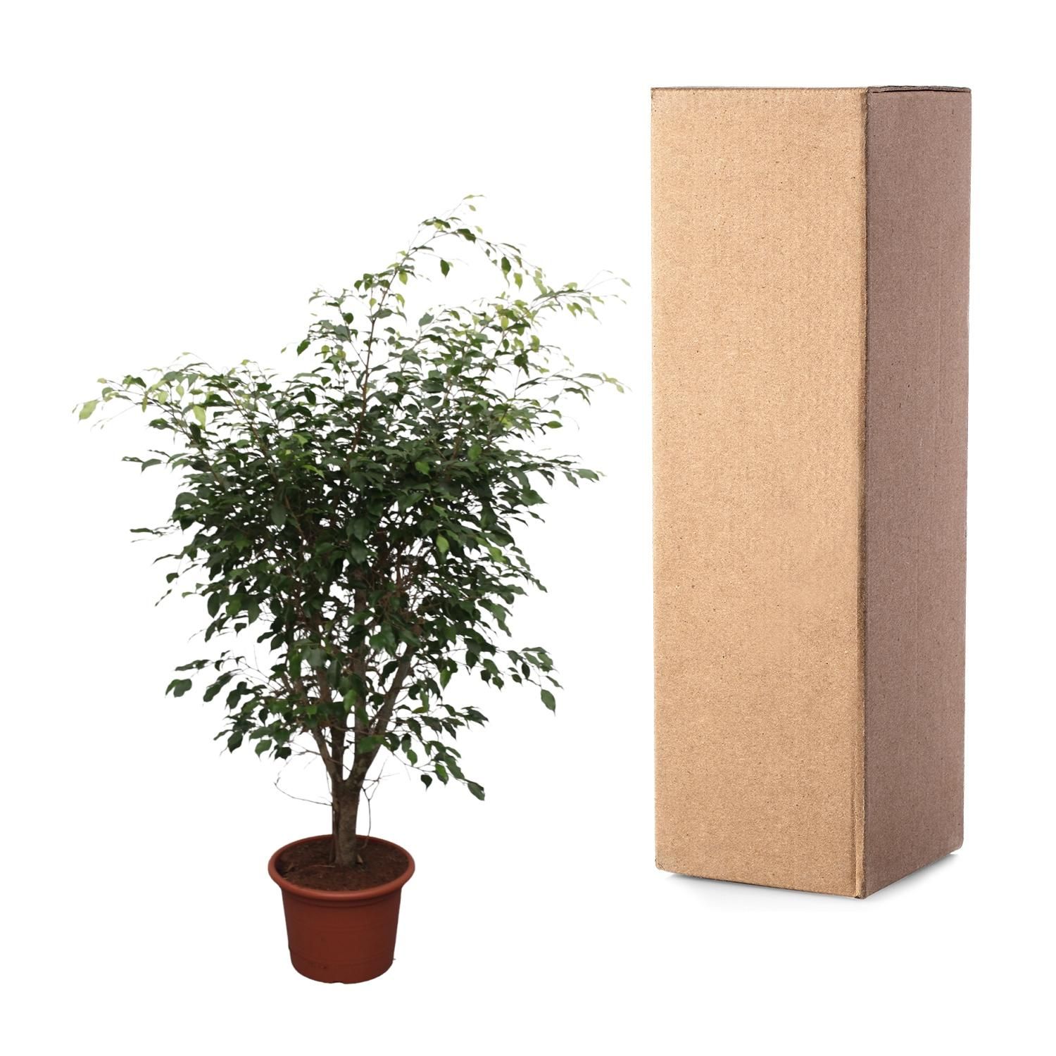 Ficus Benjamina Exotica Zimmerpflanze