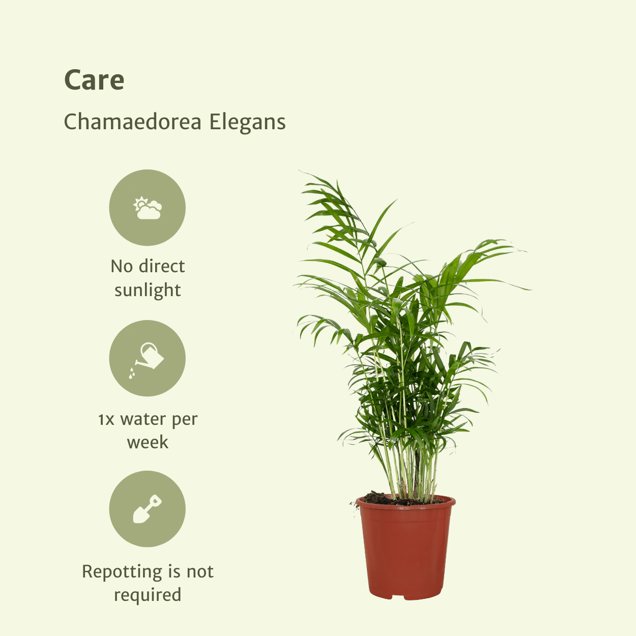 Mexikanische Bergpalme Chamaedorea Elegans