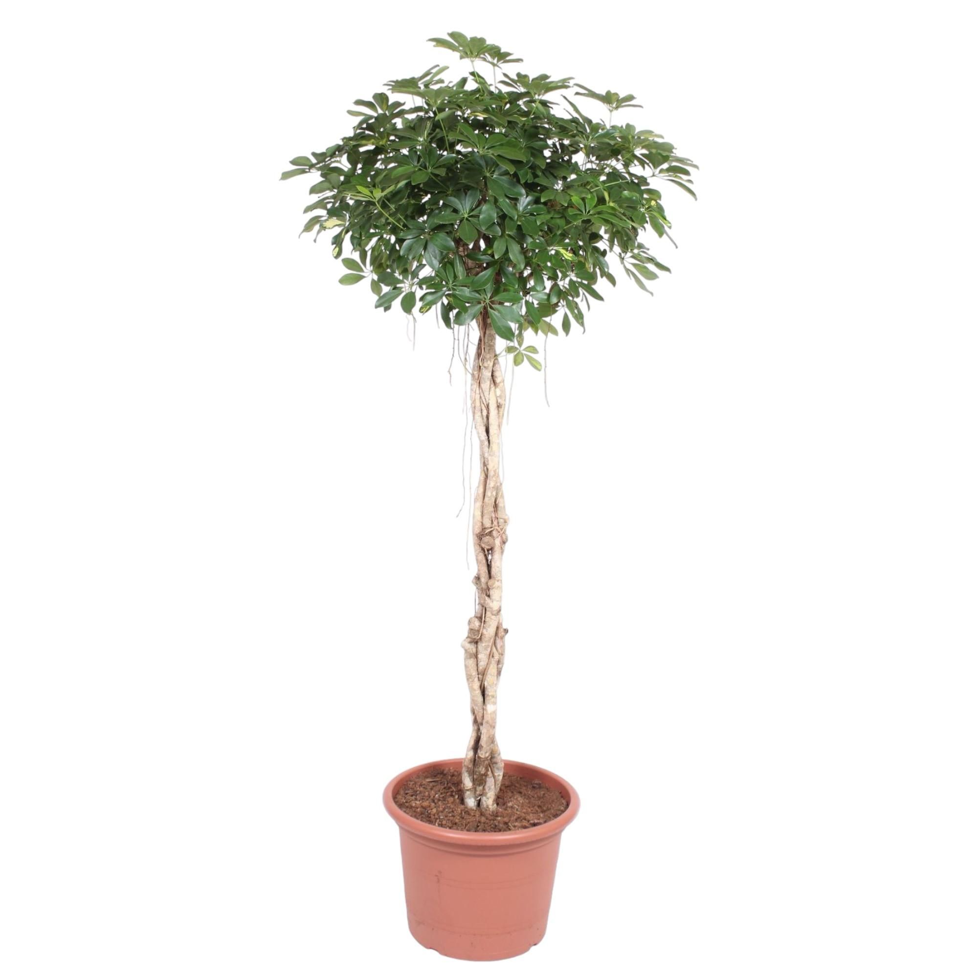 Schefflera Arboricola Compacta Zimmerpflanze mit geflochtenem Stamm
