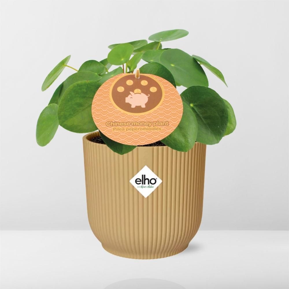 Pilea Peperomioides Zimmerpflanze im ELHO Vibes Fold Übertopf