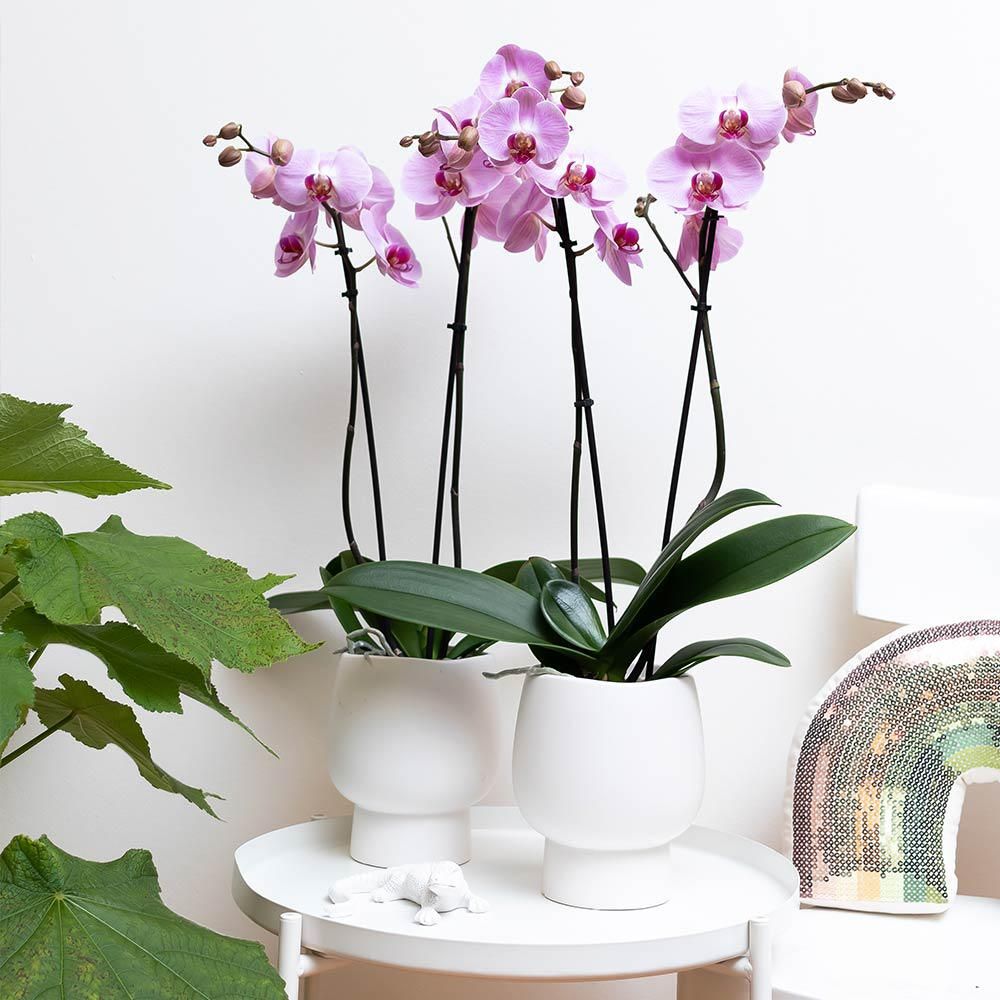 Scandic weißer Keramik Blumentopf