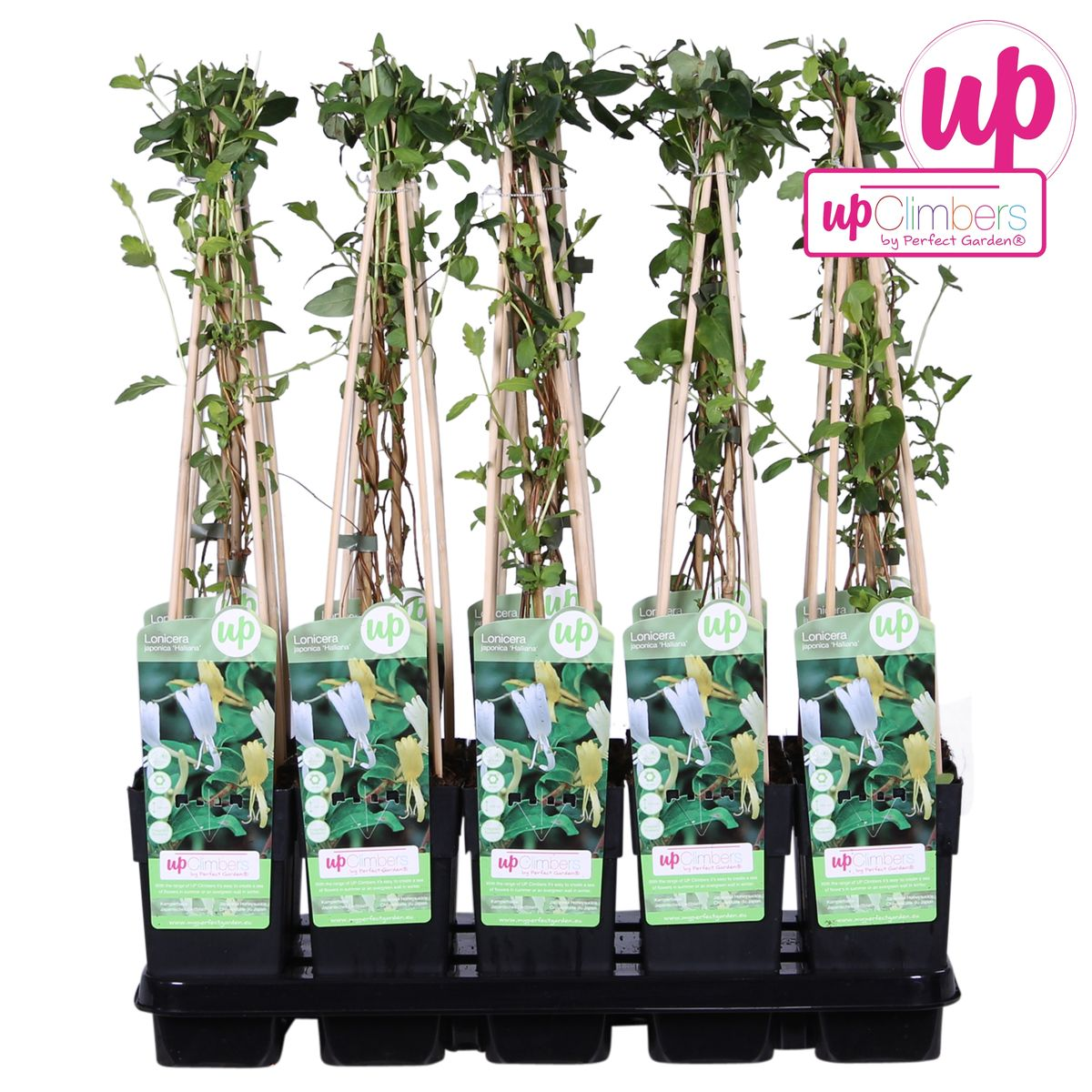 Lonicera japonica Halliana Geißblatt weiß