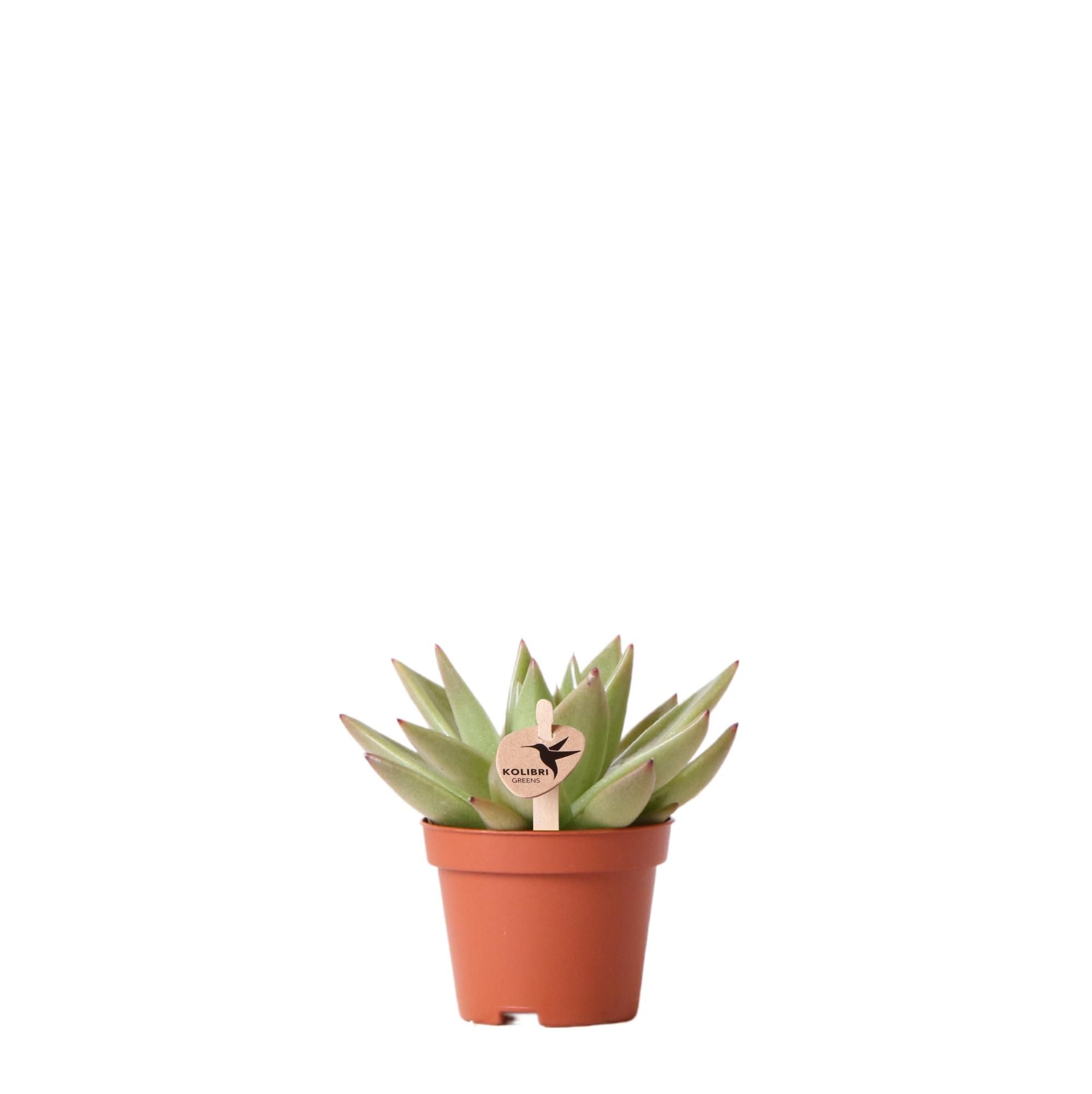 Echeveria Miranda Sukkulente Zimmerpflanze