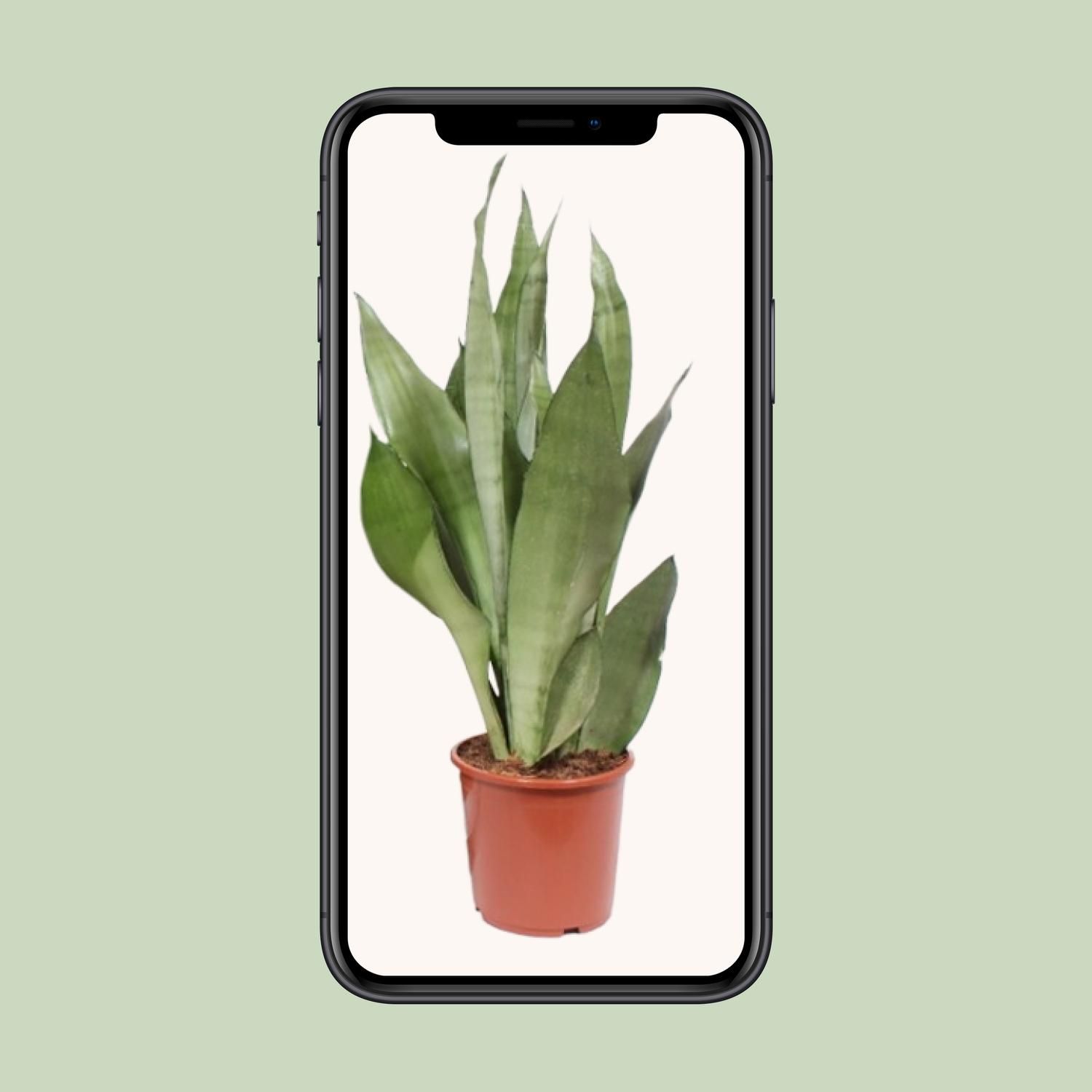 Sansevieria Moonshine Pflanze