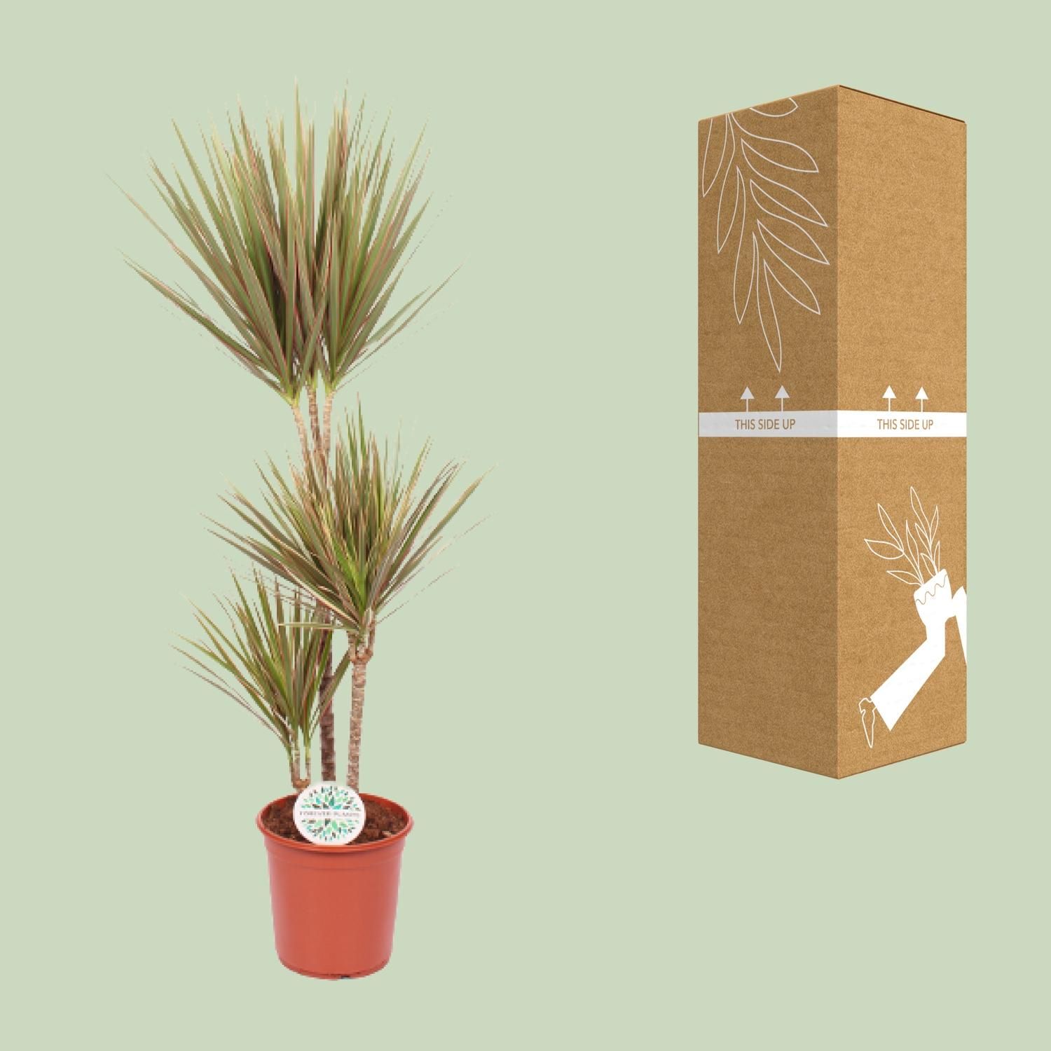 Dracaena Bicolor – Exotischer Drachenbaum für hellen Innenraum