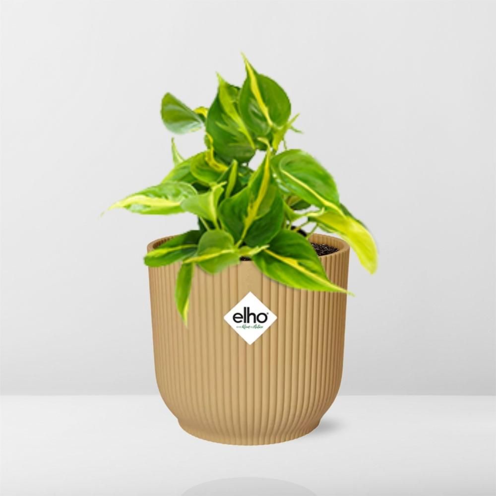 Philodendron Scandens Brasil Zimmerpflanze