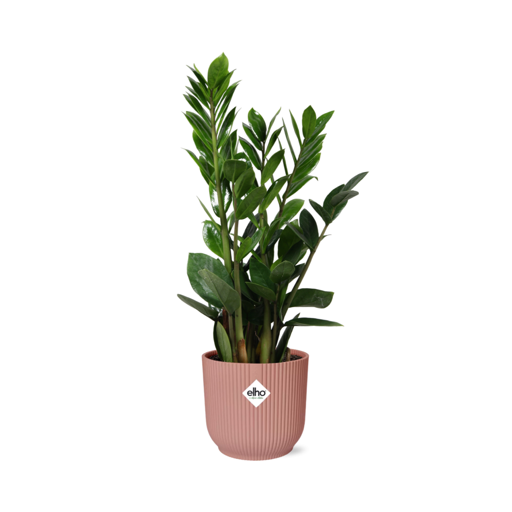 Zamioculcas Zimmerpflanze in dekorativem Topf