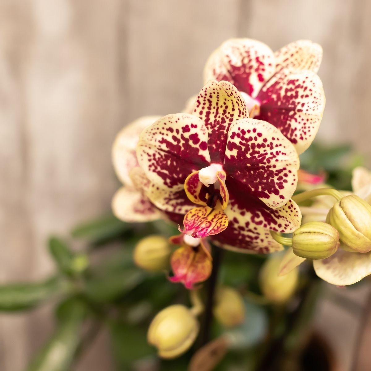 Phalaenopsis Orchidee Gelb-Rot – Blühende Zimmerpflanze
