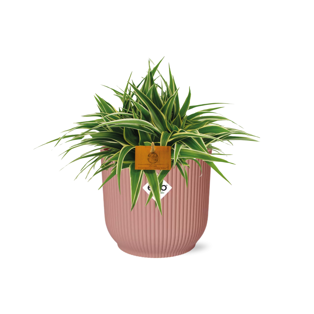 Chlorophytum Spinnenpflanze in ELHO Vibes Fold Topf