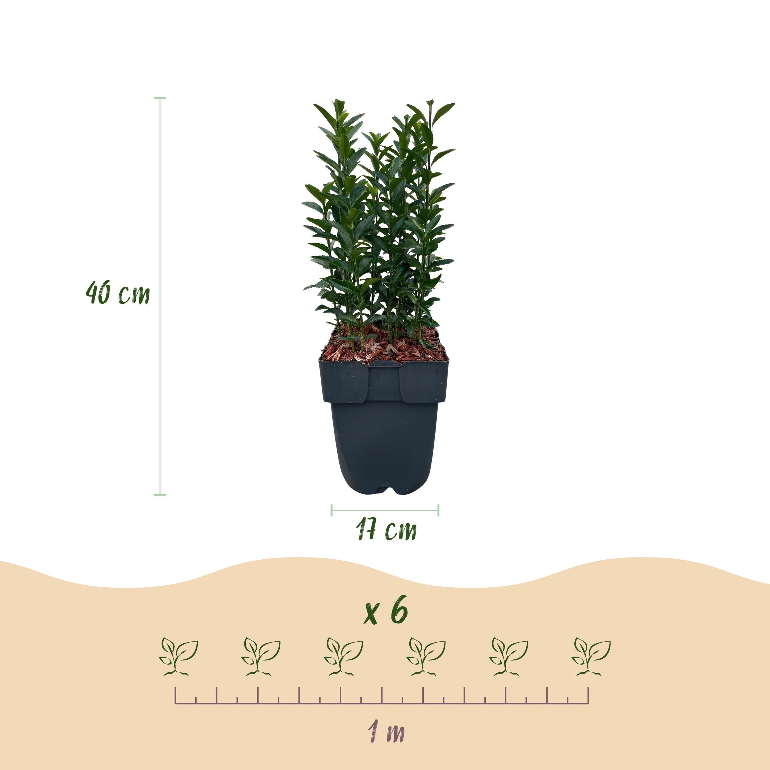 Euonymus japonica Green Spire – 6 Pflanzen – Immergrün – 40 cm