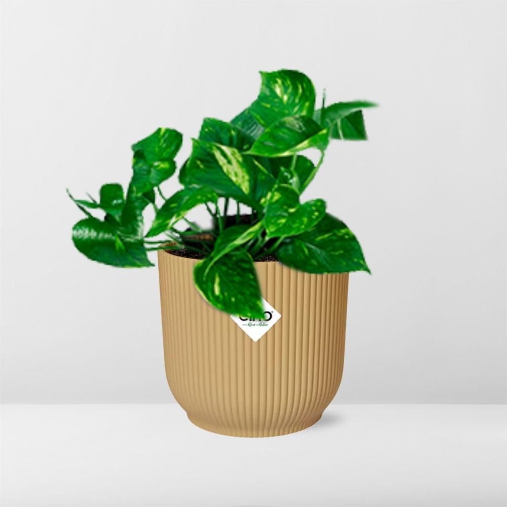Epipremnum Pinnatum Aureum – Goldener Efeu im ELHO Vibes Fold Topf