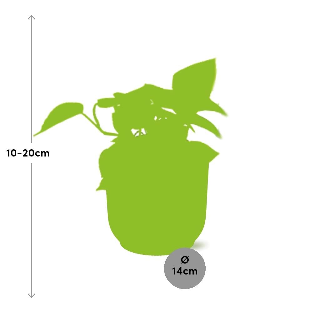 Epipremnum Pinnatum Goldener Pothos in dekorativem ELHO Vibes Fold Übertopf