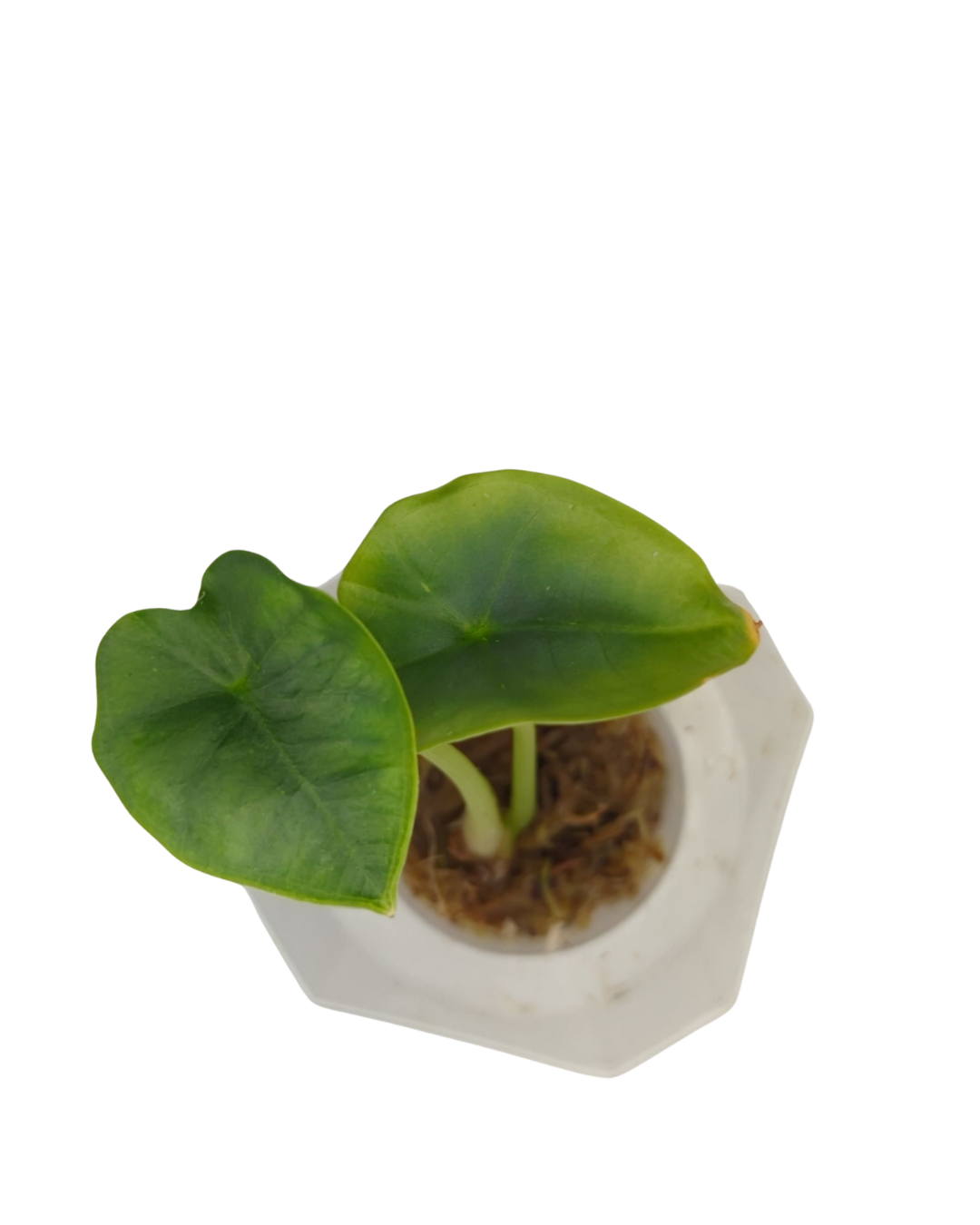 Alocasia nebula Elaine