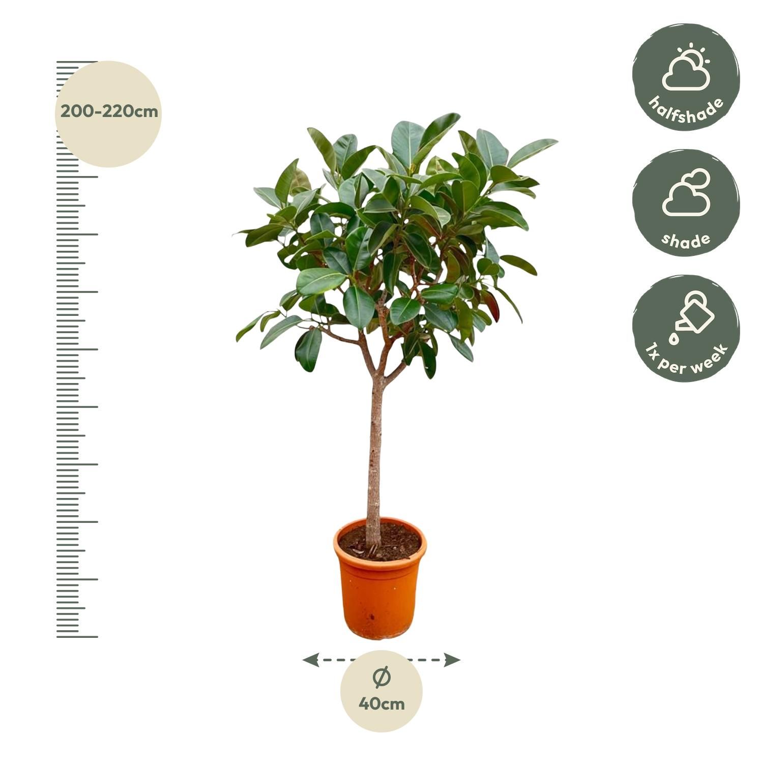 Ficus Elastica Robusta als Zimmerpflanze