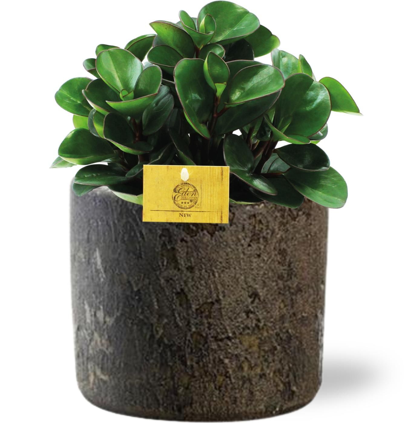 Peperomia Burning Bush – Ø15cm Topf – ↕25cm Höhe | Mit braunem Maas Topf Ø16x14cm