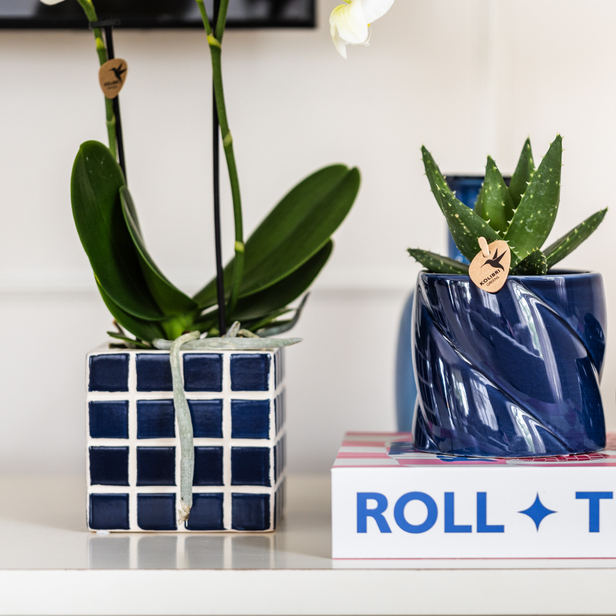 Nazaré-Orchidee und Crassula Hobbit im dekorativen Fish-Topf