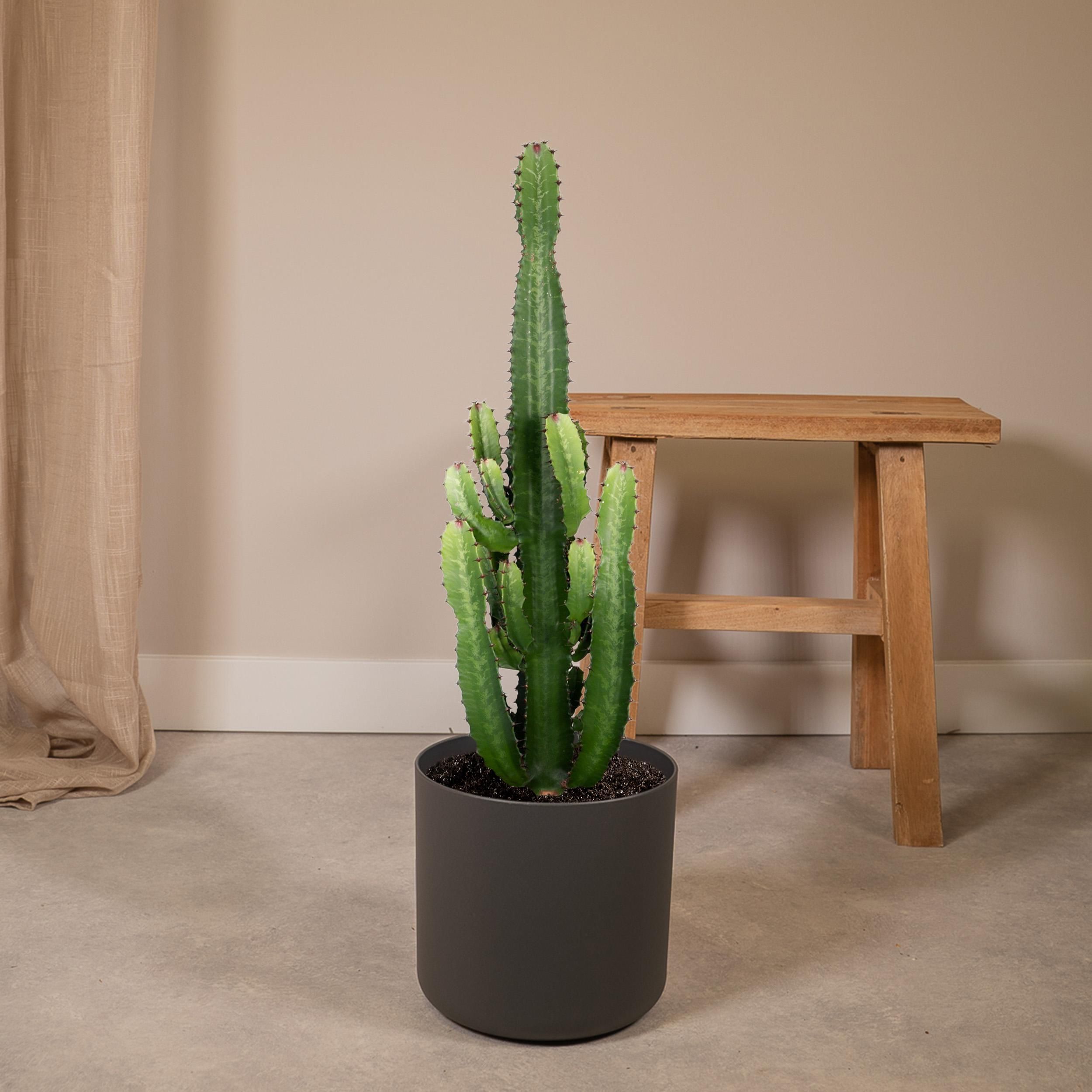 Euphorbia Acrurensis Exotische Zimmerpflanze