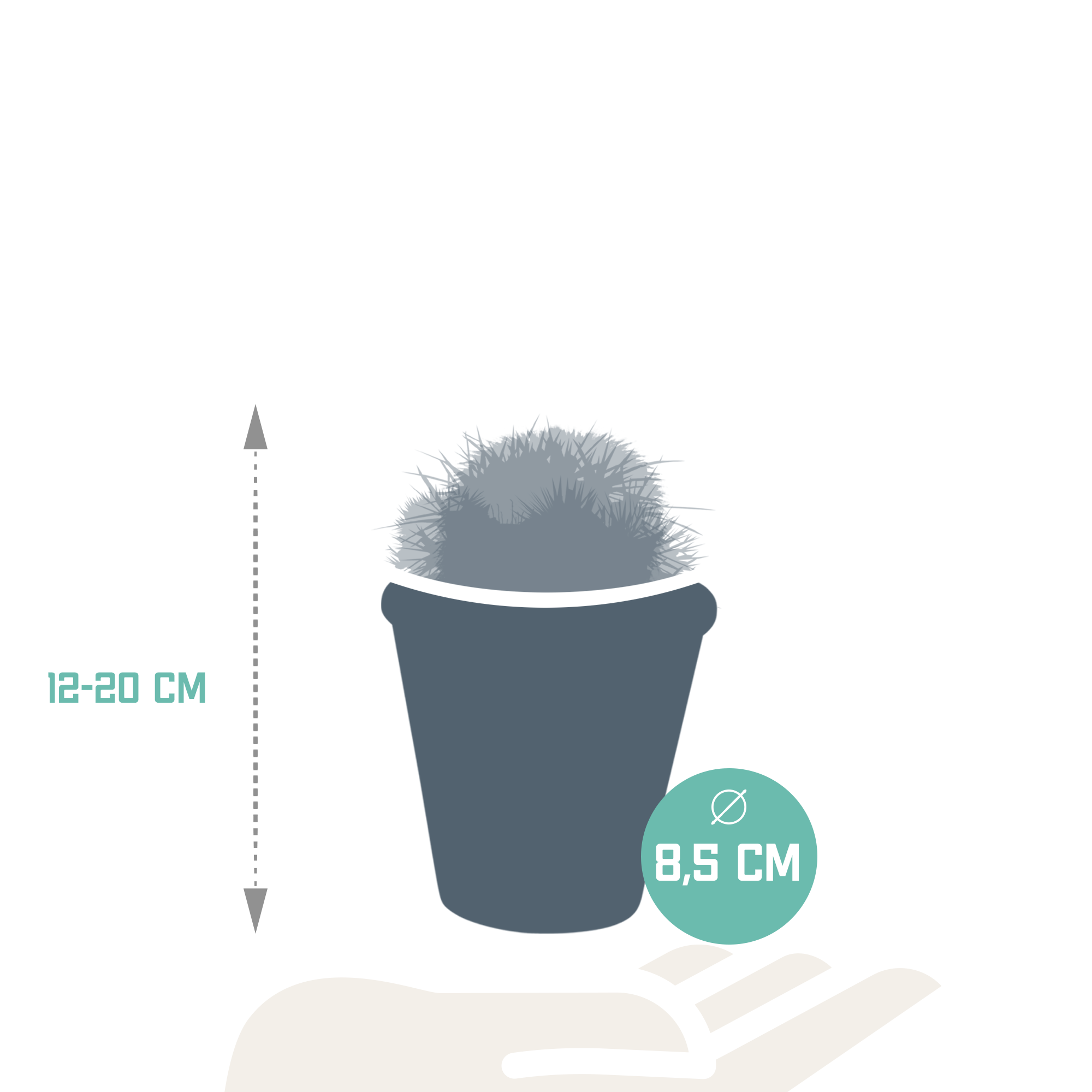 3x Bolcactus-Mischung 8,5 cm – in Terrakottatopf
