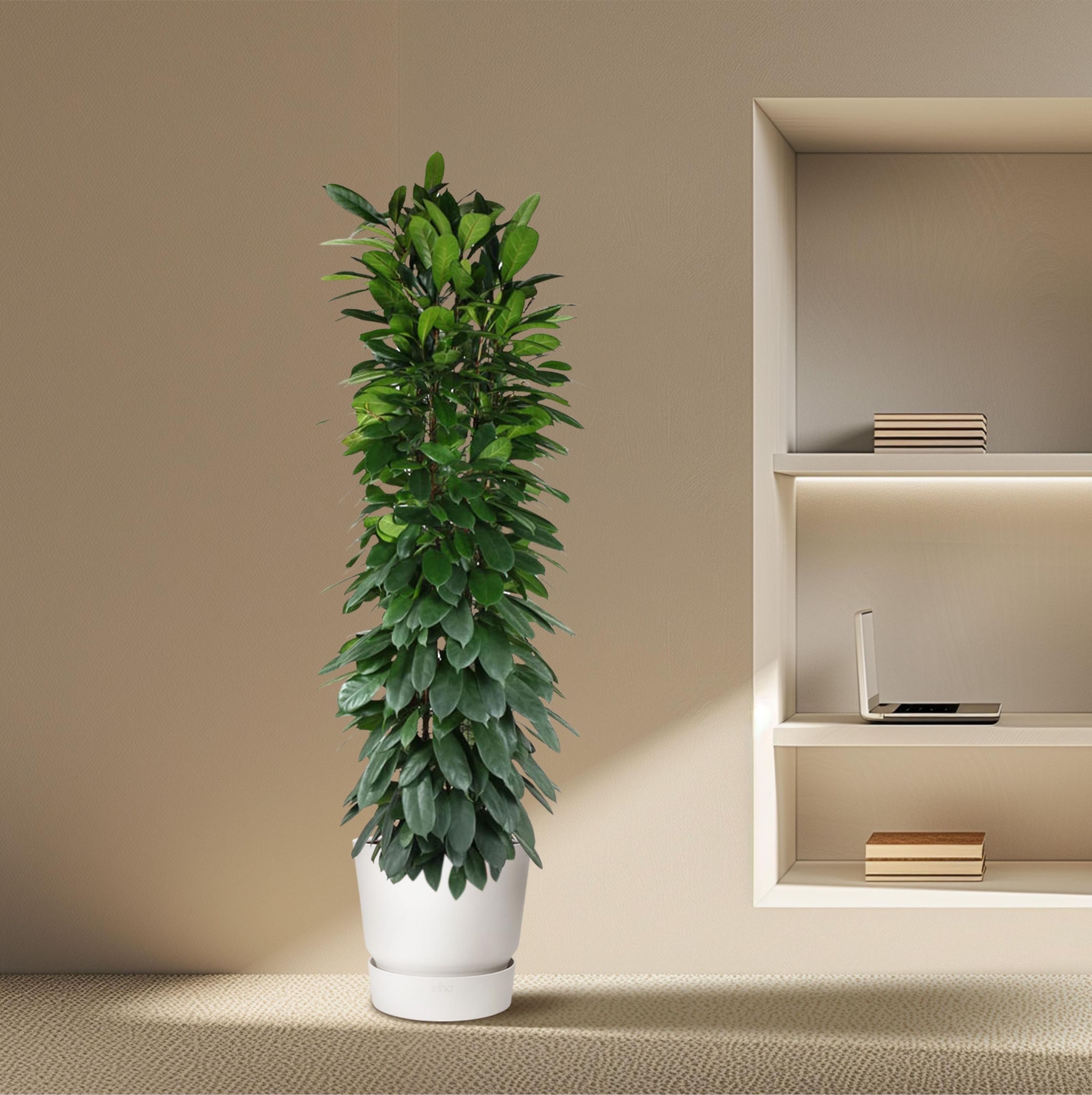 Ficus Cyatistipula eleganter Zimmerbaum