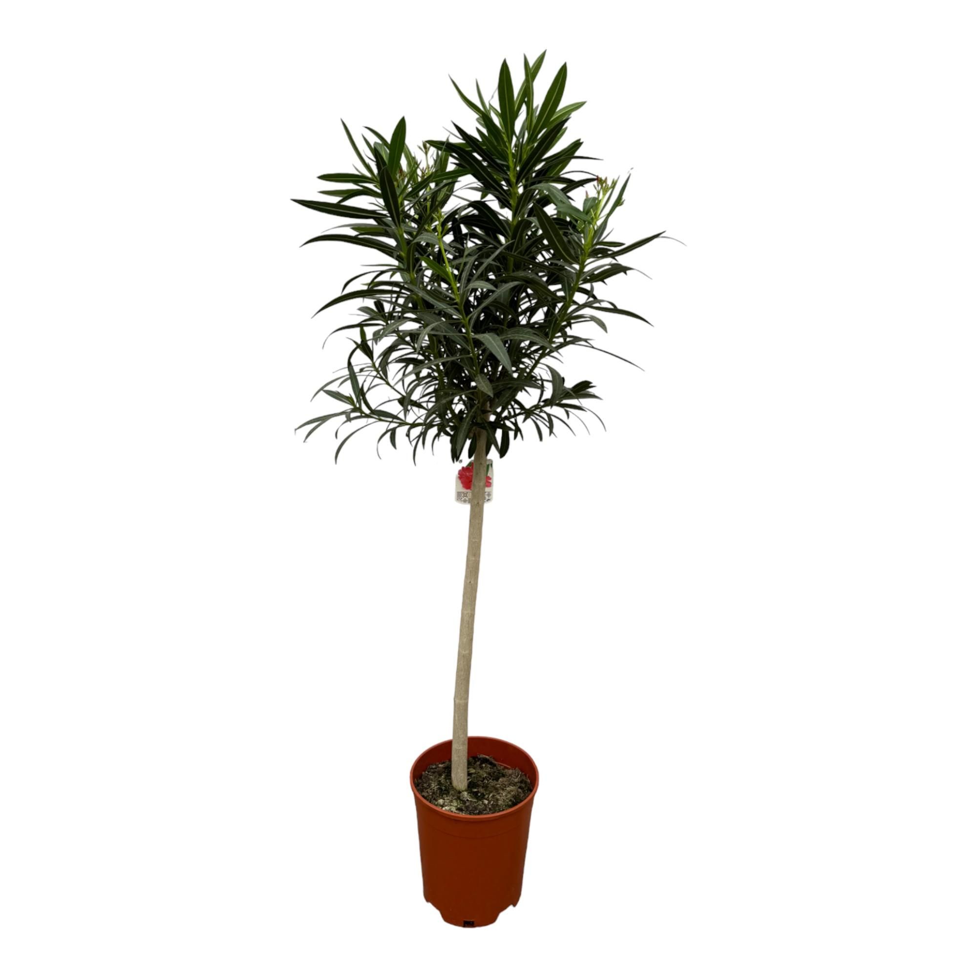 Nerium Oleander Stamm mit Blüten