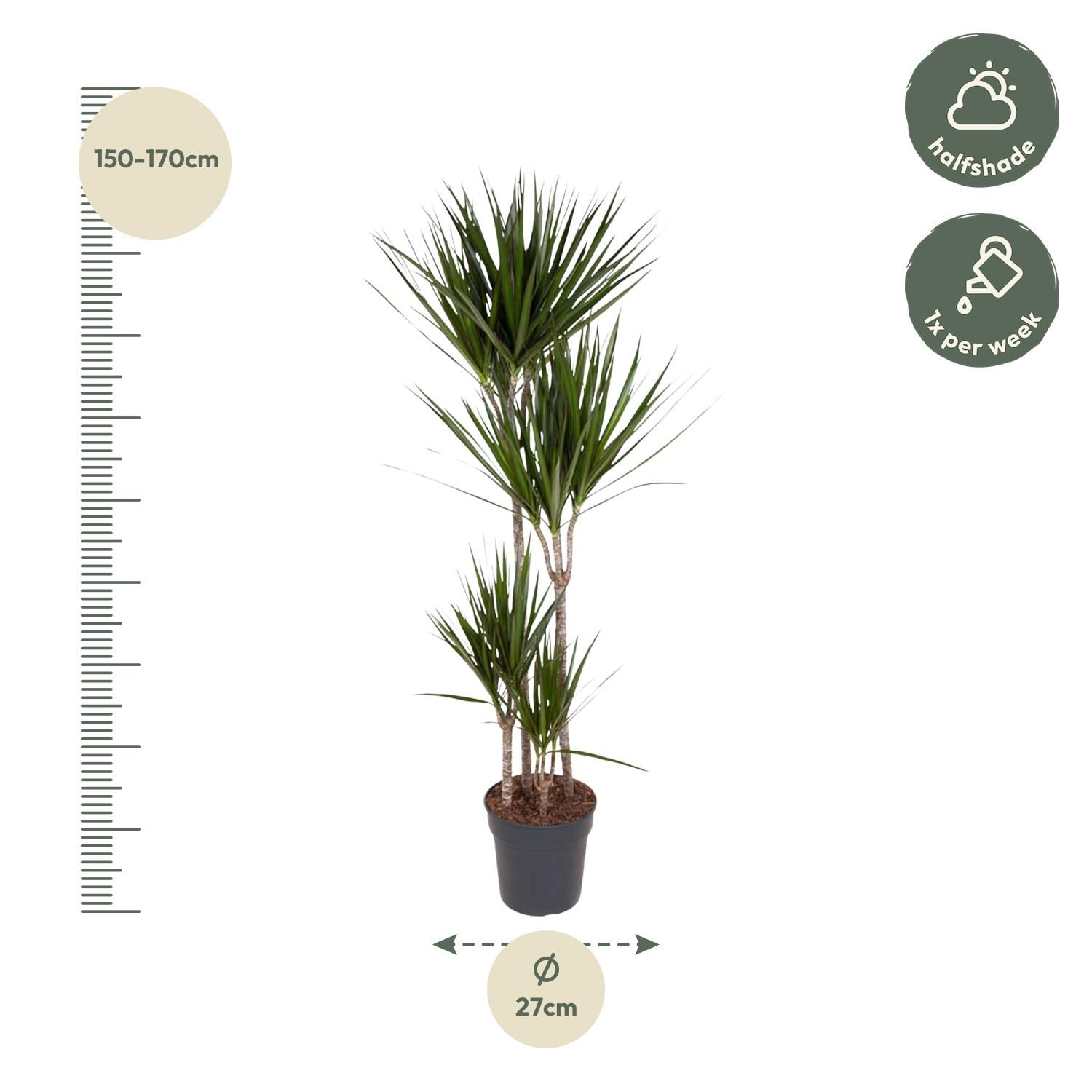 Dracaena Marginata elegant Grünpflanze