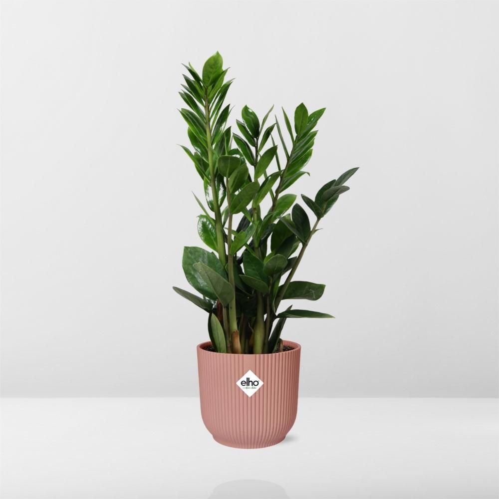 Zamioculcas Zimmerpflanze in dekorativem Topf