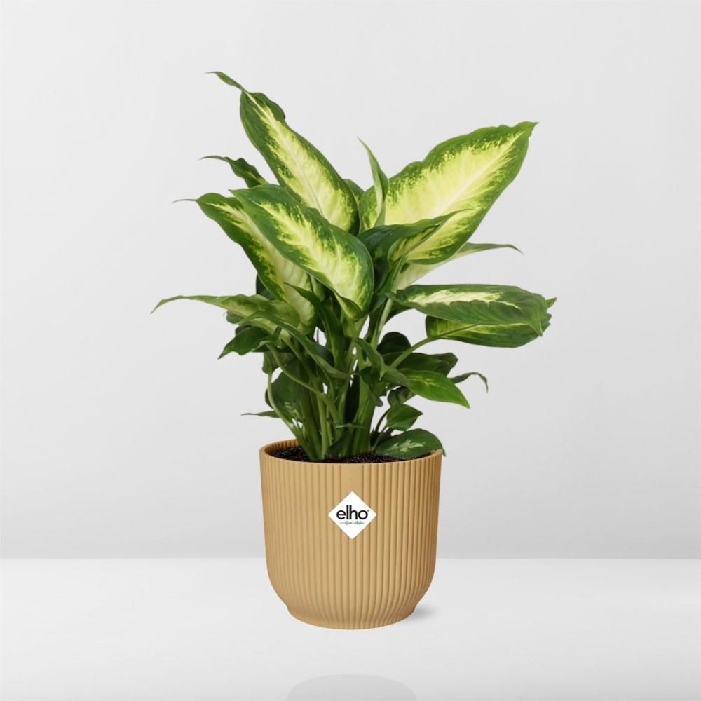 Dieffenbachia Zimmerpflanze im gelben ELHO Übertopf