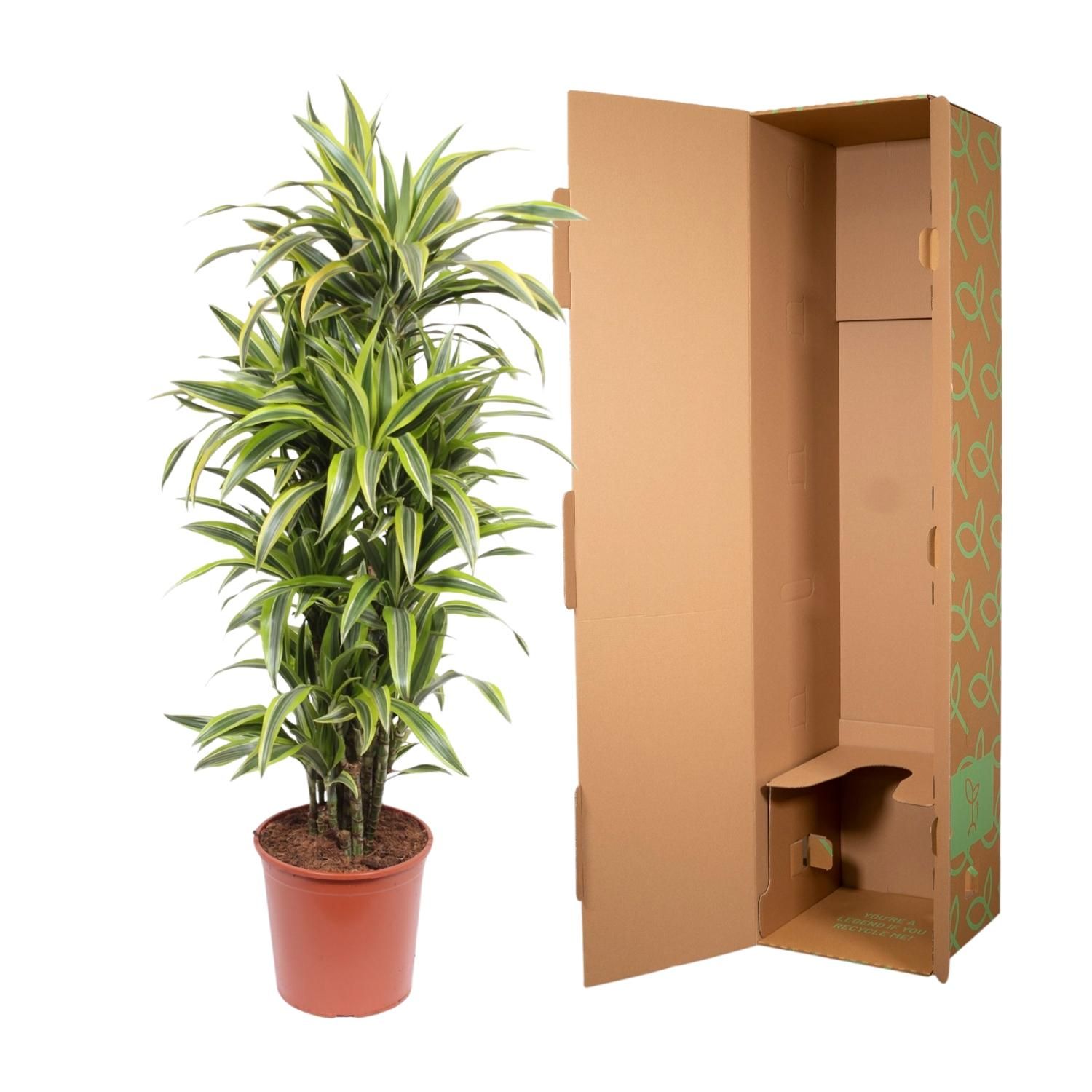 Dracaena Lemon Lime Zimmerpflanze