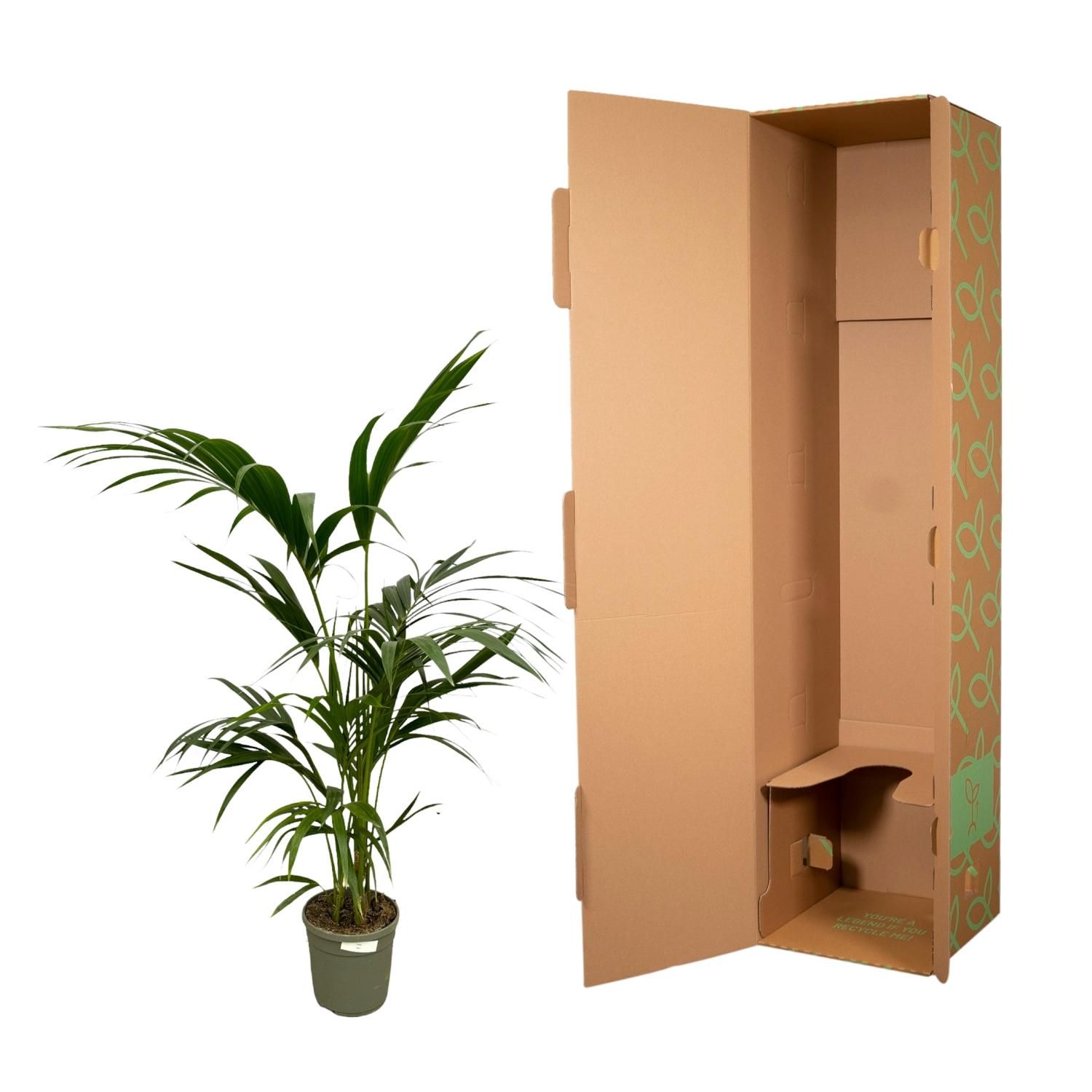 Kentia-Palme mit eleganten Blättern