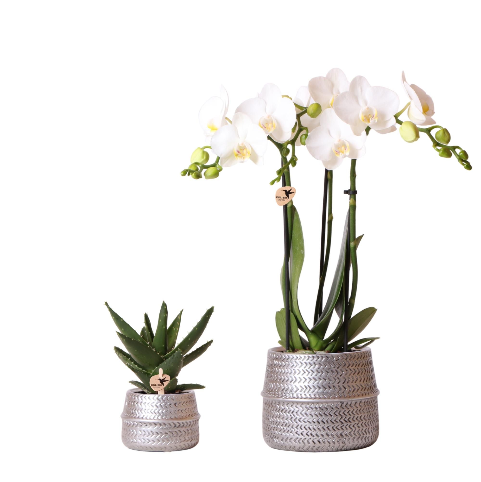 Phalaenopsis Orchidee Amabilis mit Aloe Brevifolia im silbernen Topf
