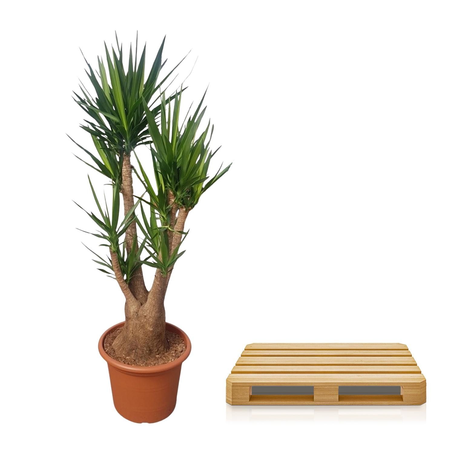 Yucca Elephantipes verzweigt Zimmerpflanze