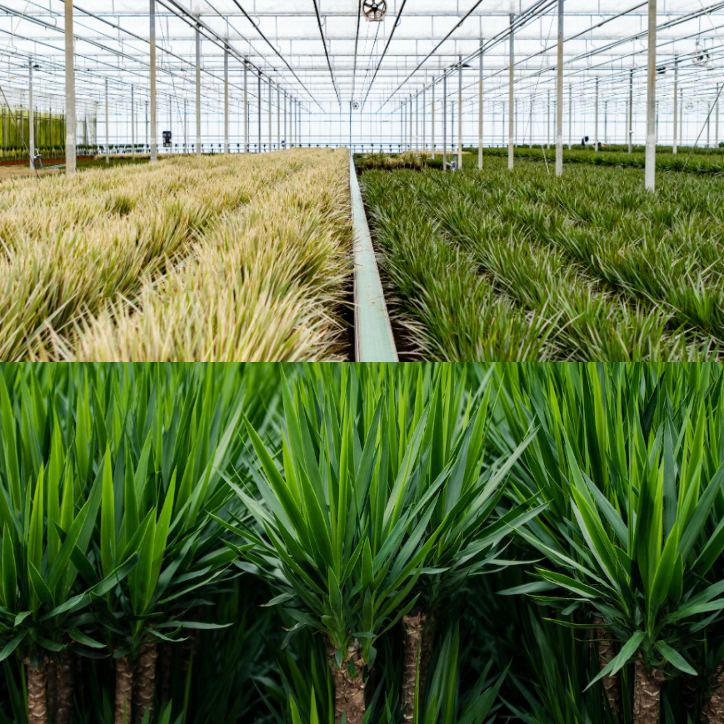 Dracaena und Yucca Zimmerpflanzen Set