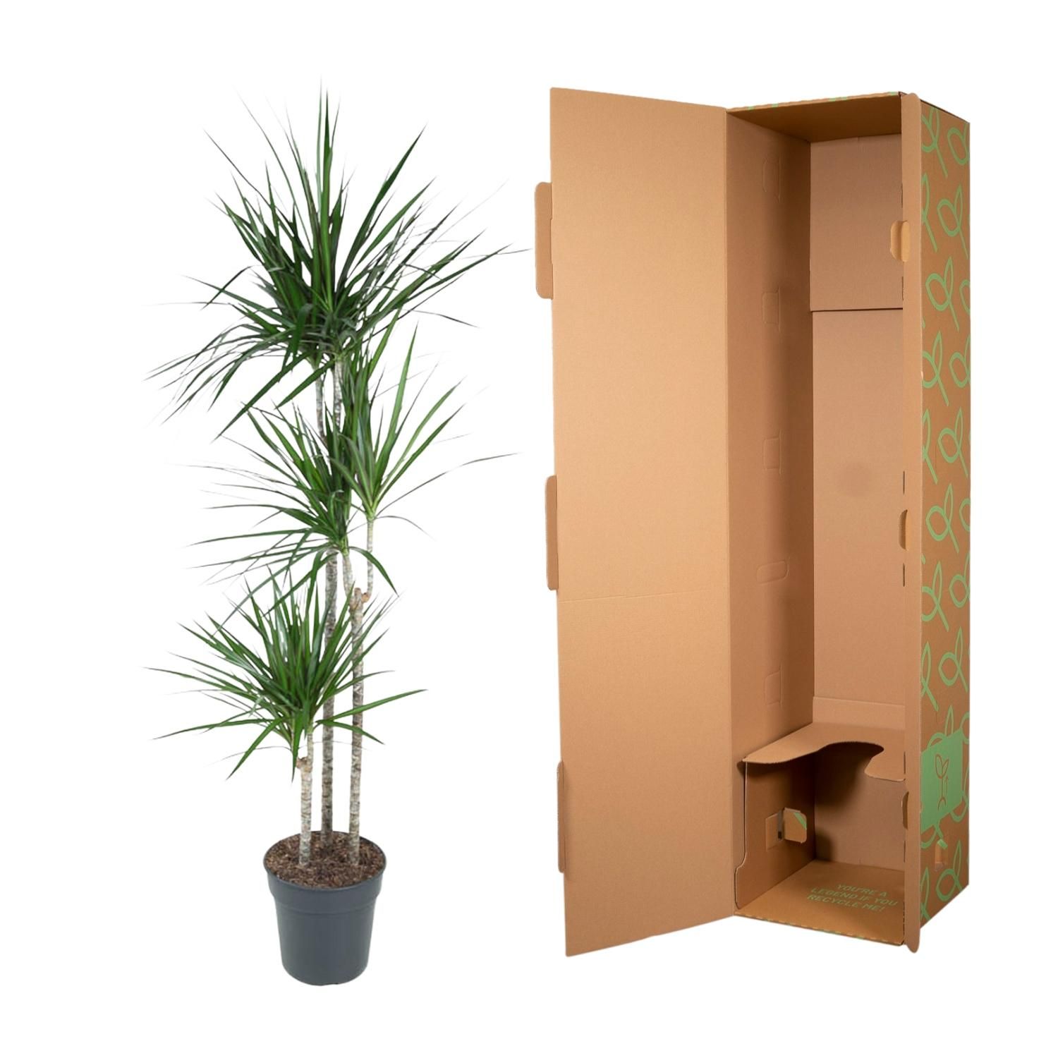 Dracaena Marginata eleganter Zimmerbaum