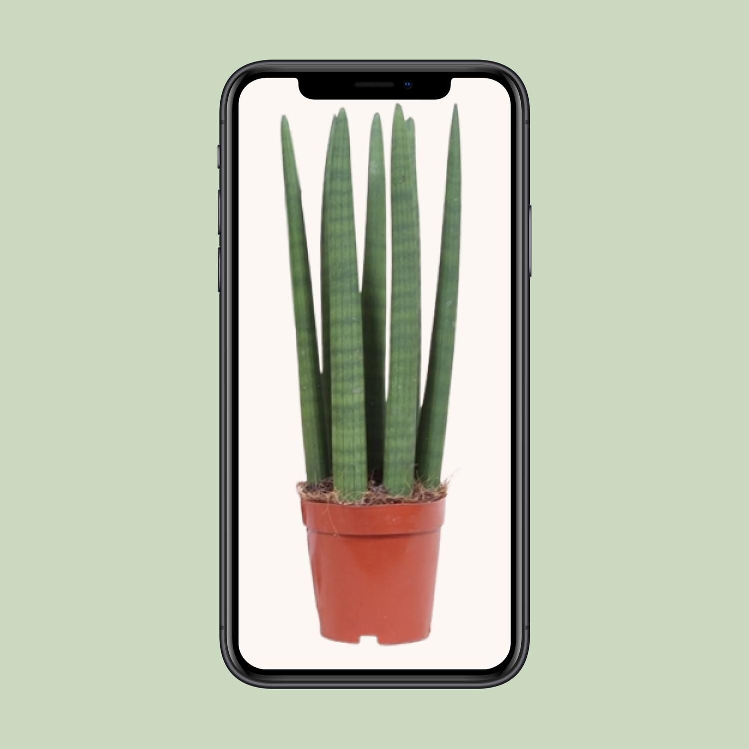 Sansevieria Gerade - Ø12cm - ↕40cm