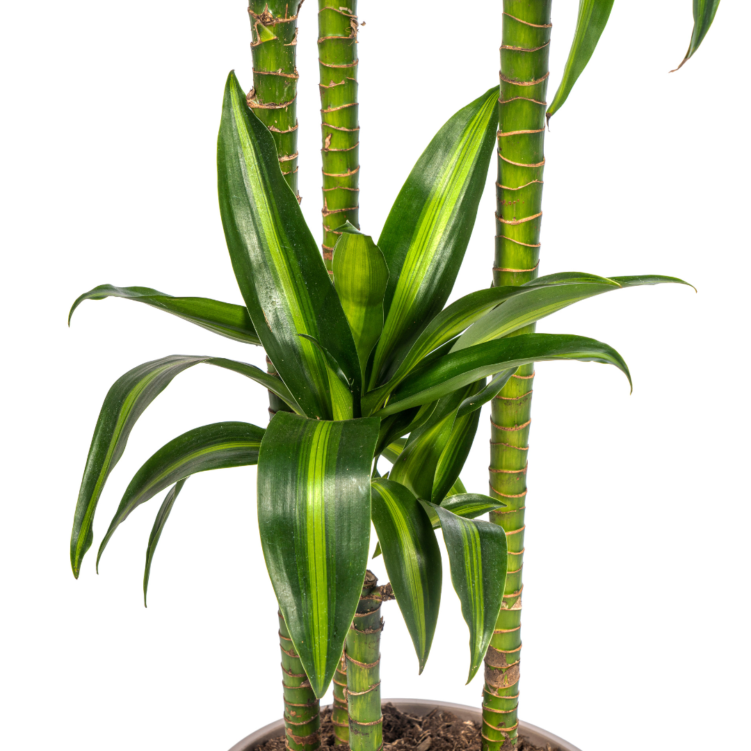 Drachenbaum Hawaiian Sunshine – Ø27cm | 1,70-1,90m Wuchshöhe