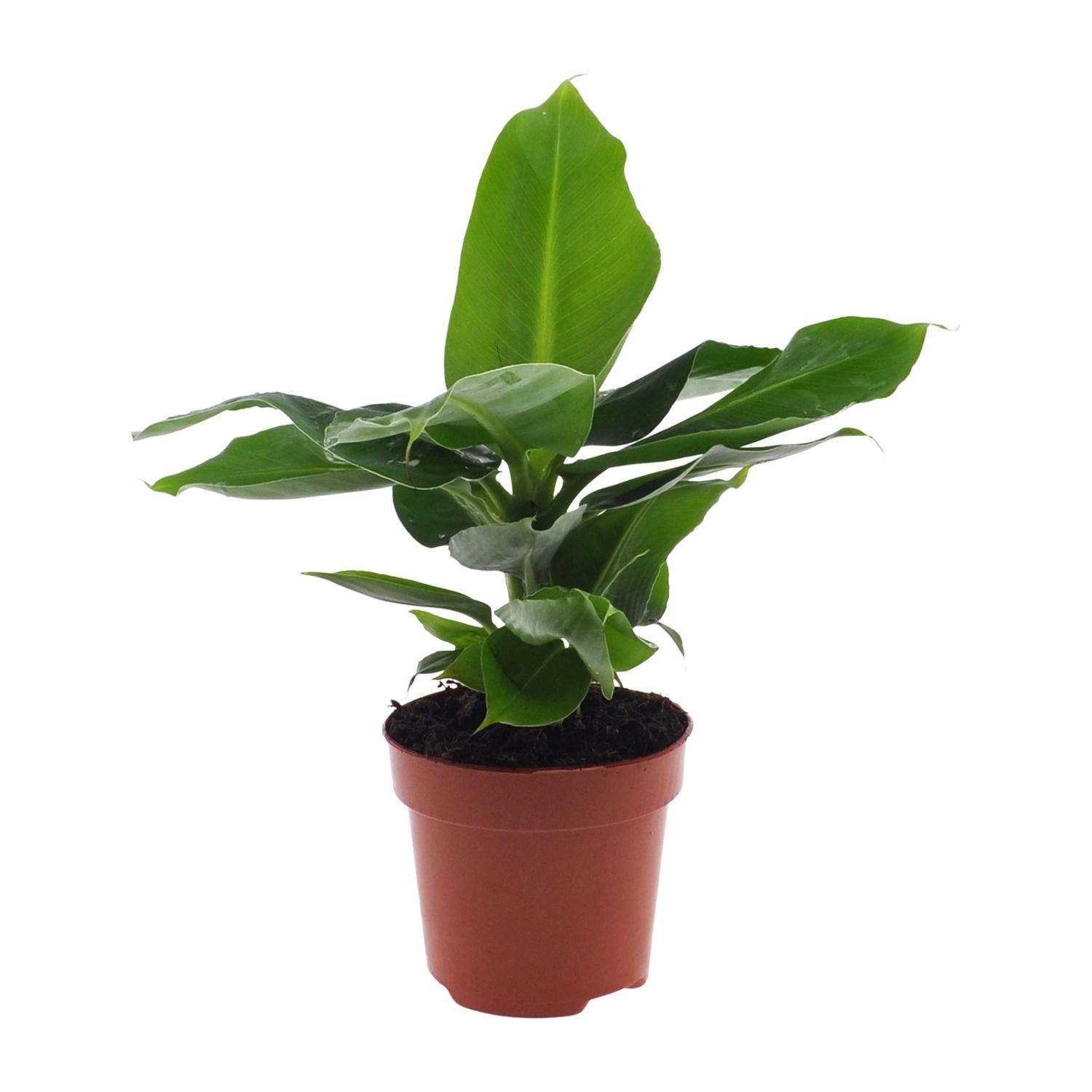 Bananenbaum Musa Oriental Dwarf