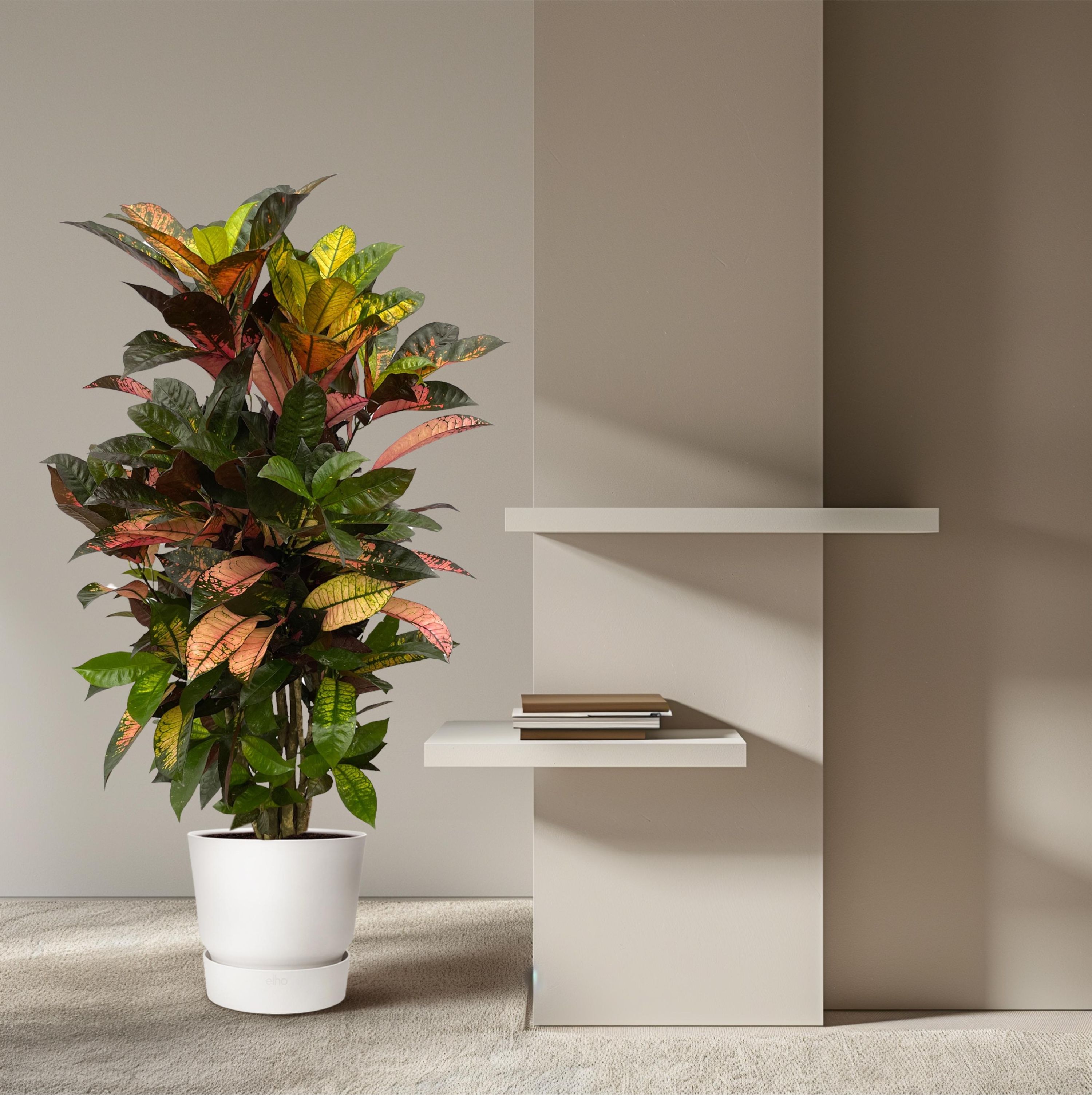 Codiaeum Croton Iceton Verzweigter Zimmerpflanze